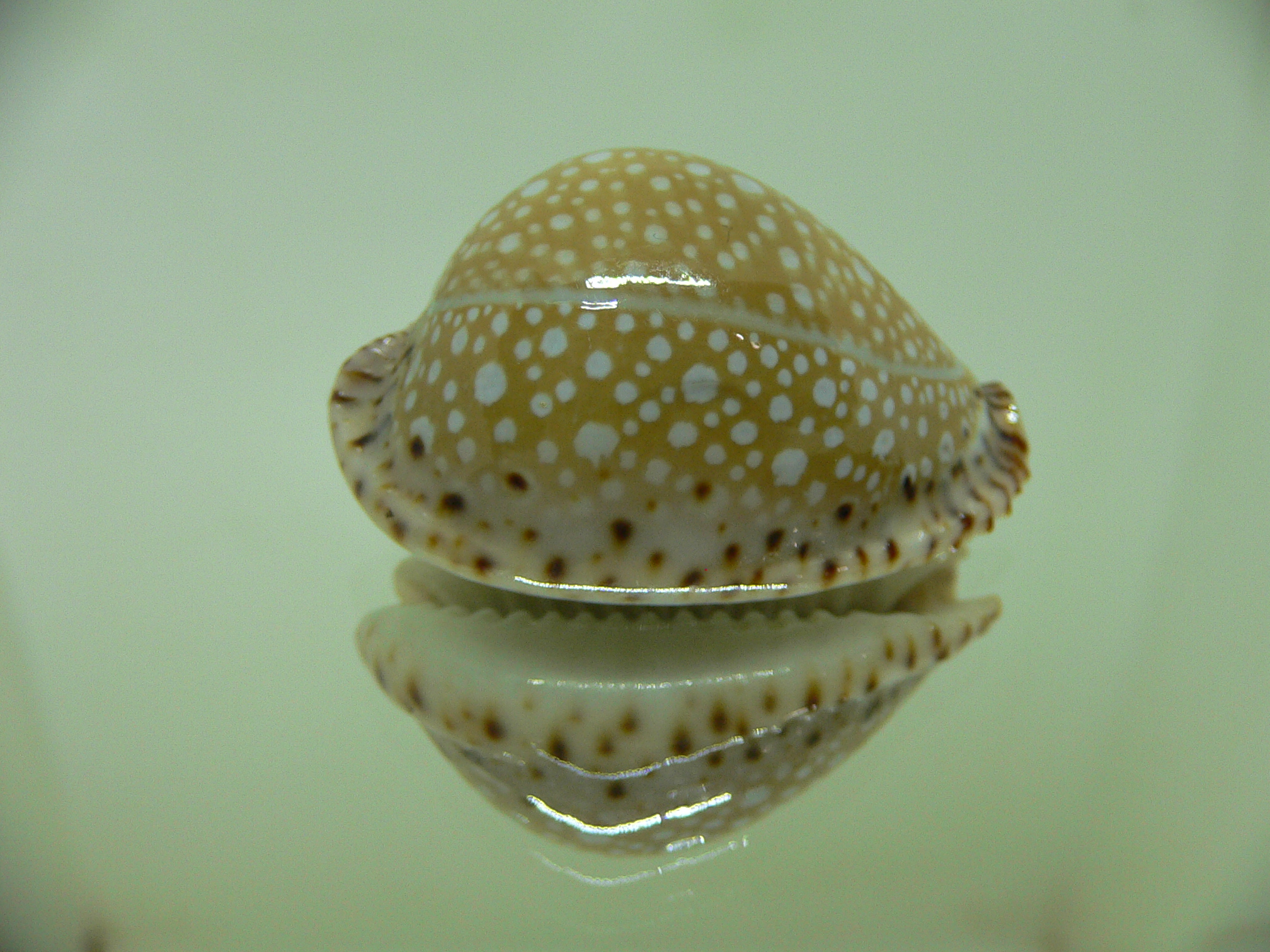 Cypraea lamarckii lamarckii HIGH & ROUNDED