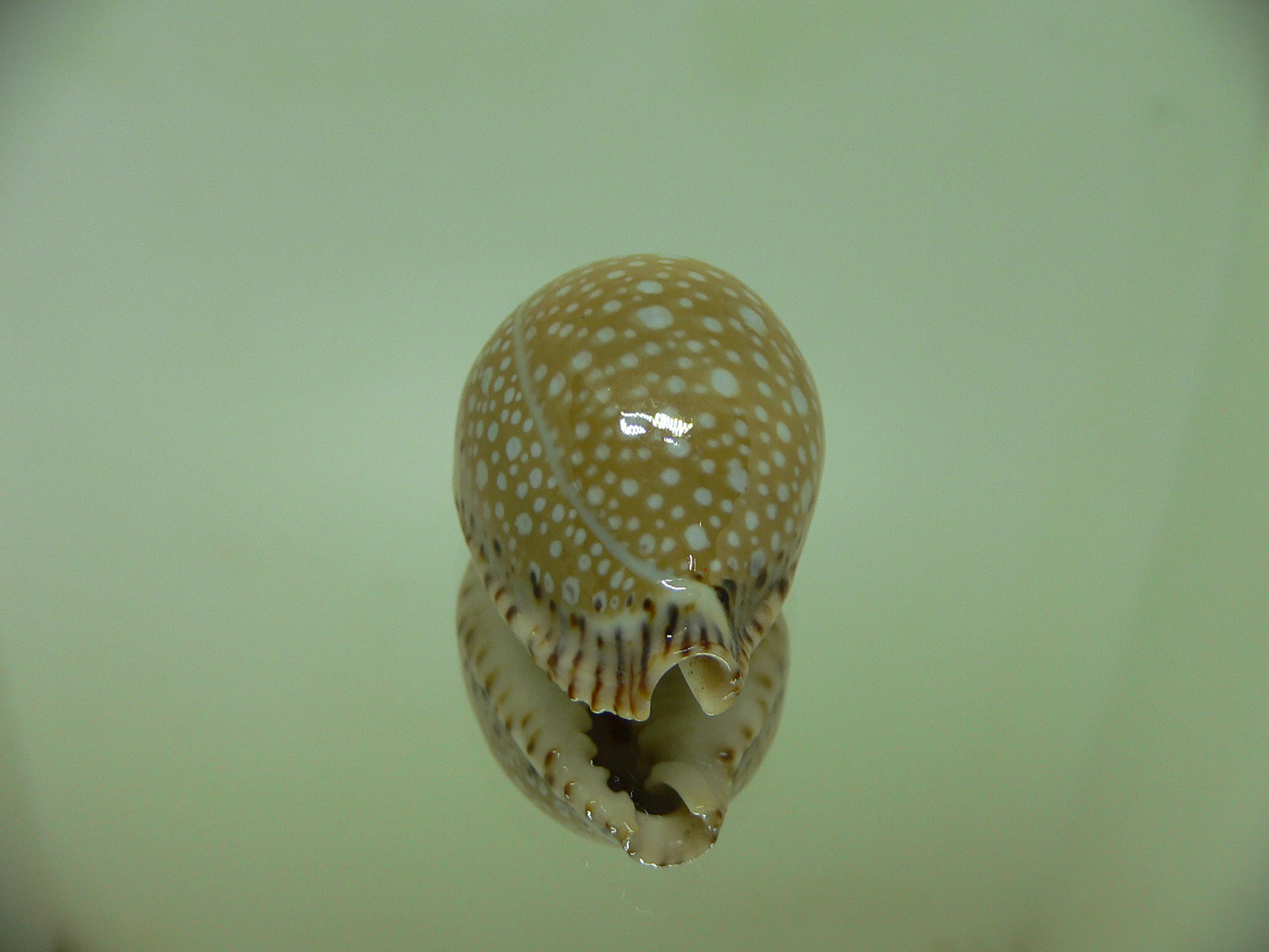 Cypraea lamarckii lamarckii HIGH & ROUNDED