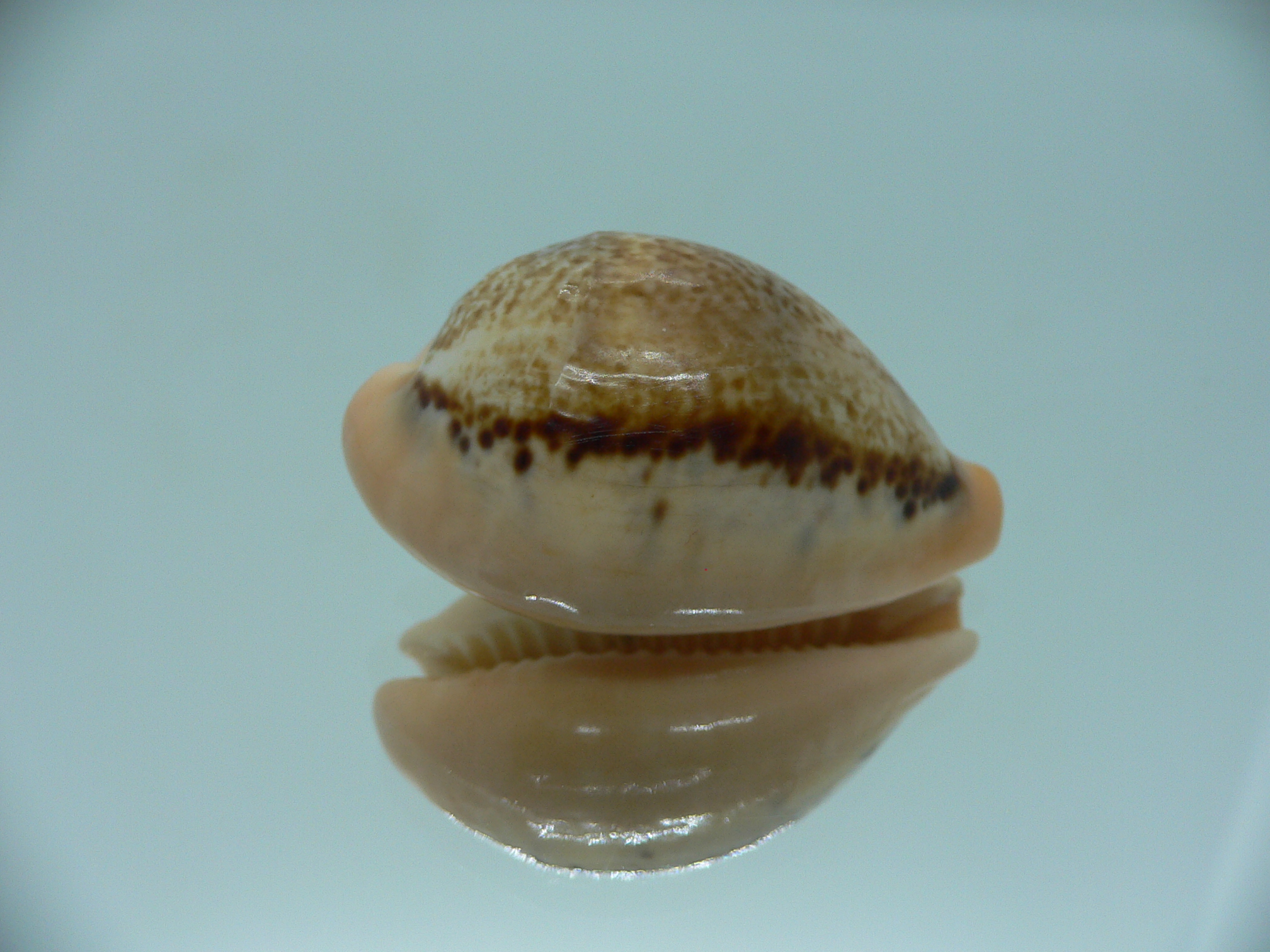 Cypraea hungerfordi hungerfordi (fresh dead)