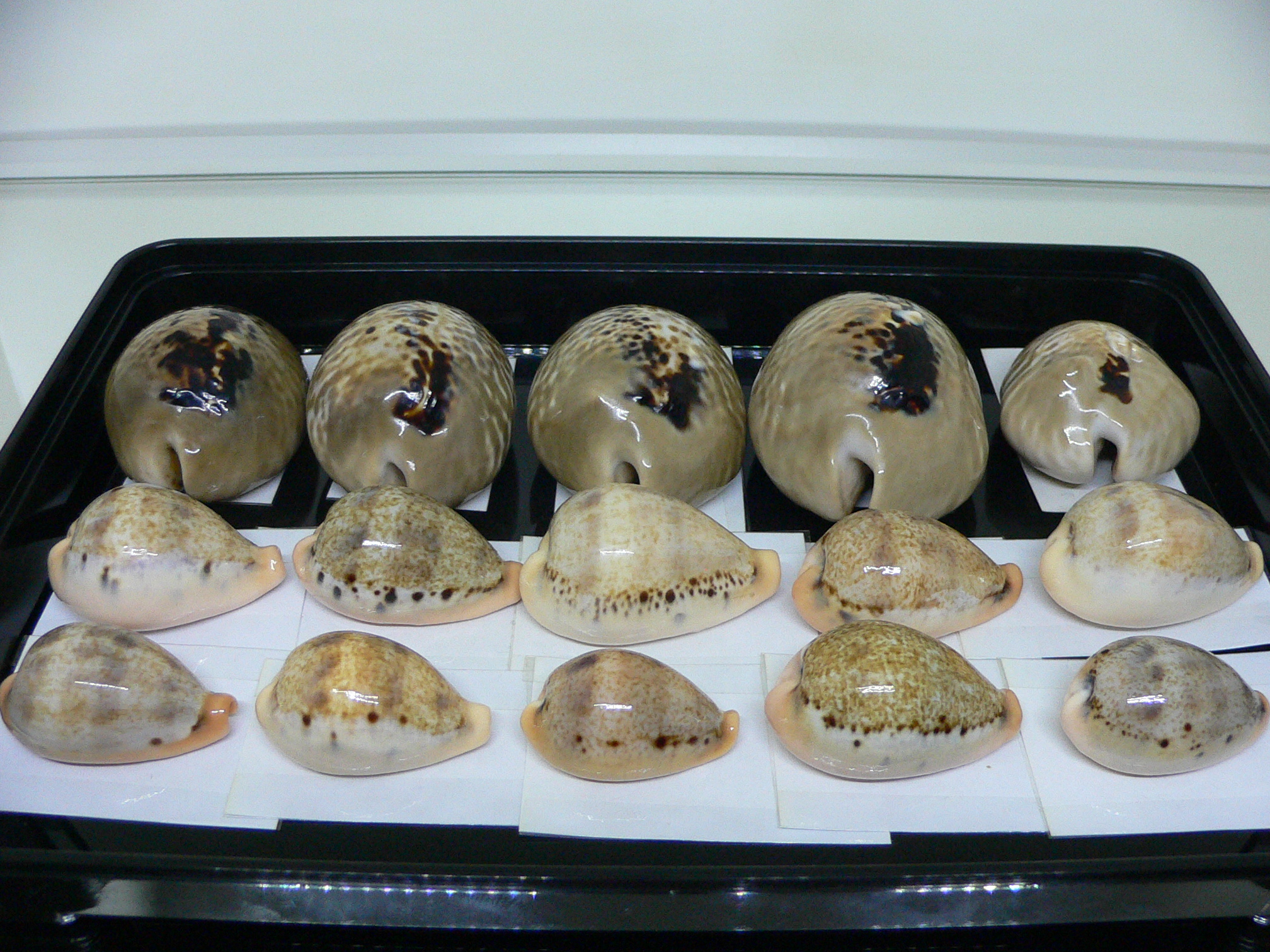 Cypraea hungerfordi hungerfordi (fresh dead)