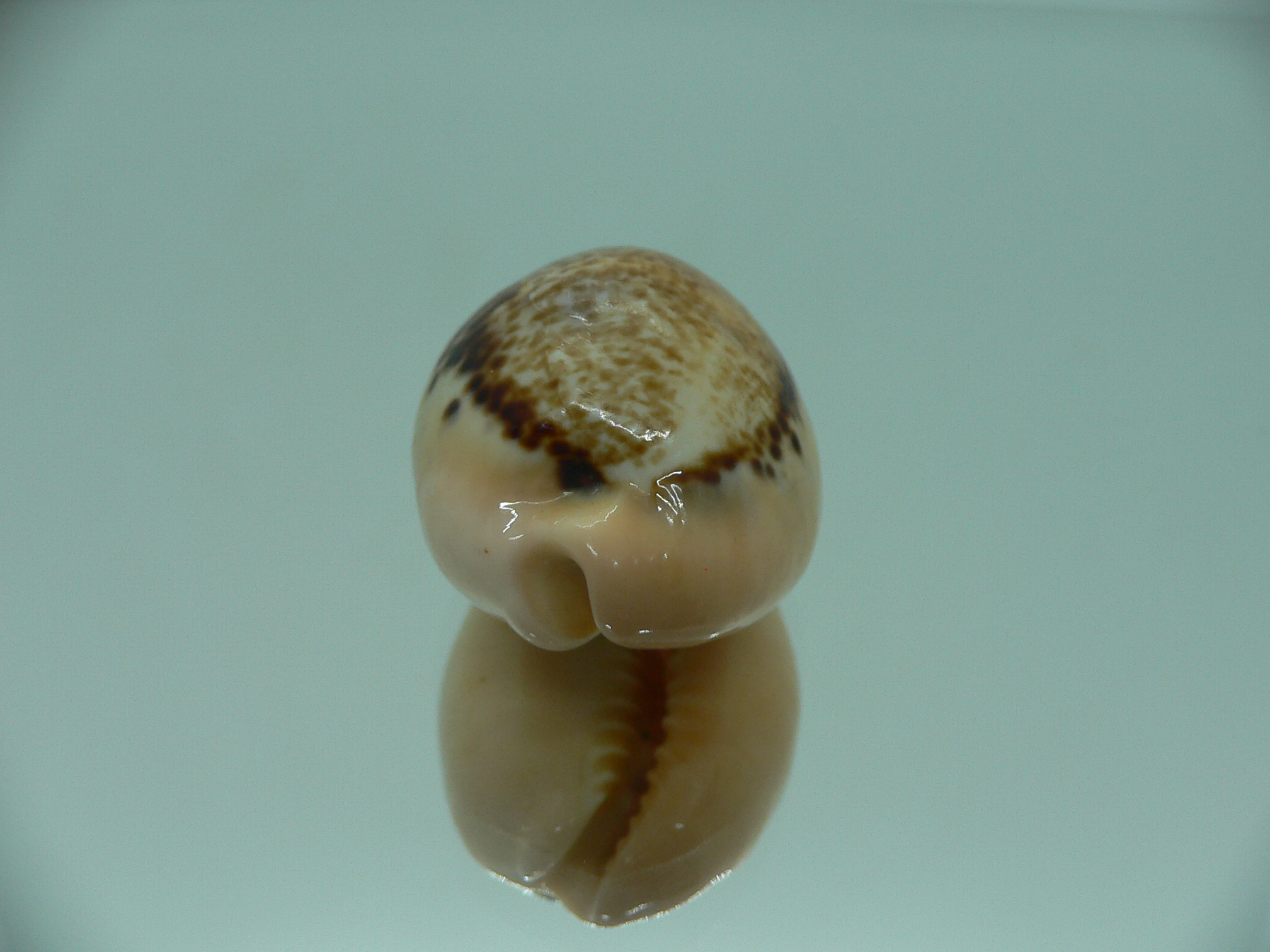 Cypraea hungerfordi hungerfordi (fresh dead)