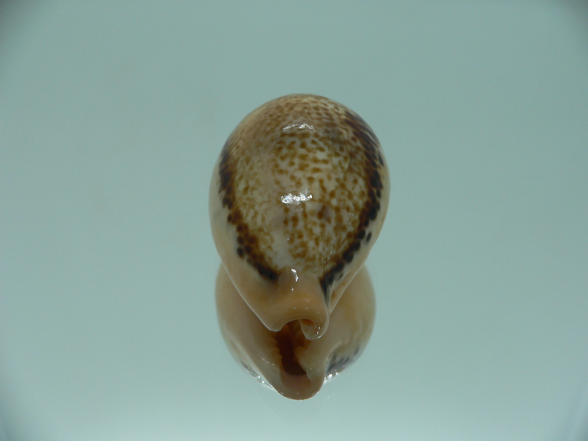 Cypraea hungerfordi hungerfordi (fresh dead)