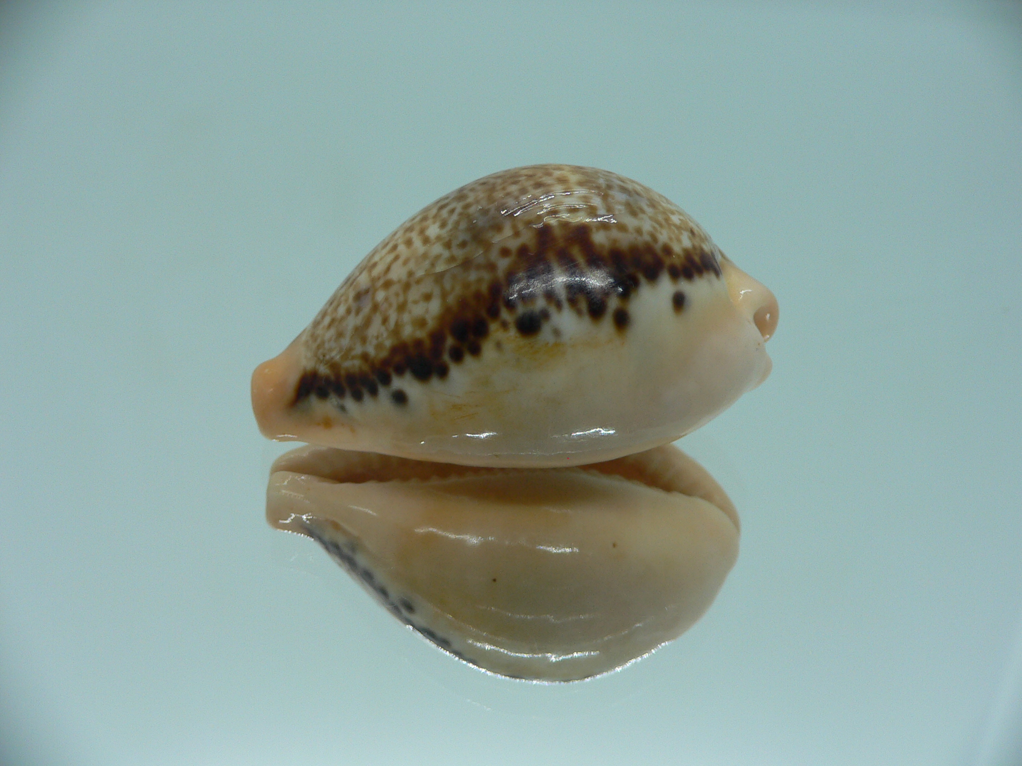 Cypraea hungerfordi hungerfordi (fresh dead)