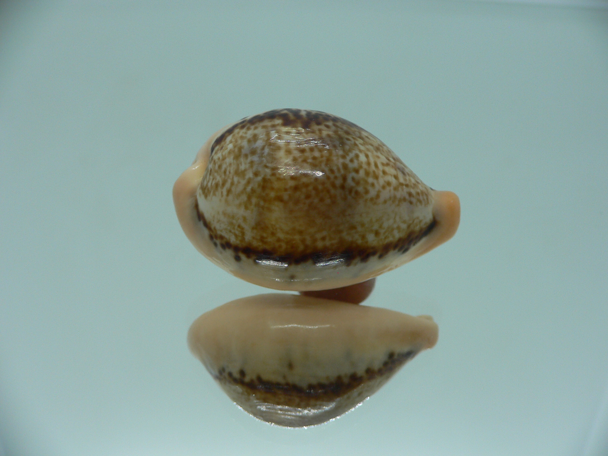 Cypraea hungerfordi hungerfordi (fresh dead)