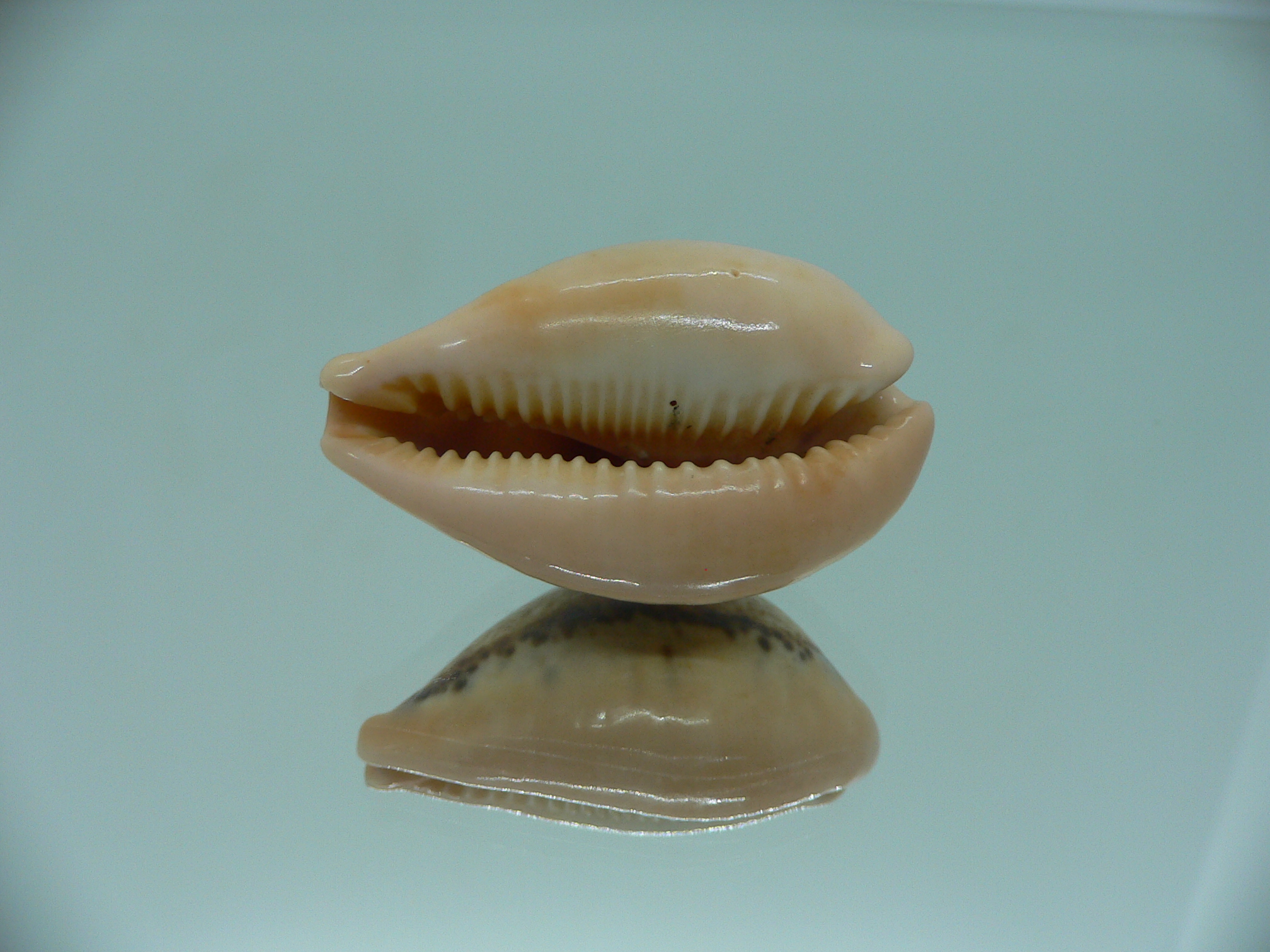 Cypraea hungerfordi hungerfordi (fresh dead)