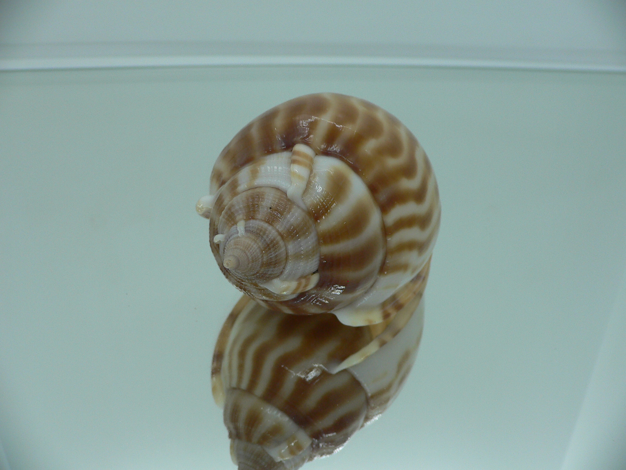 Phalium muangmani BIG & DARK COLOR