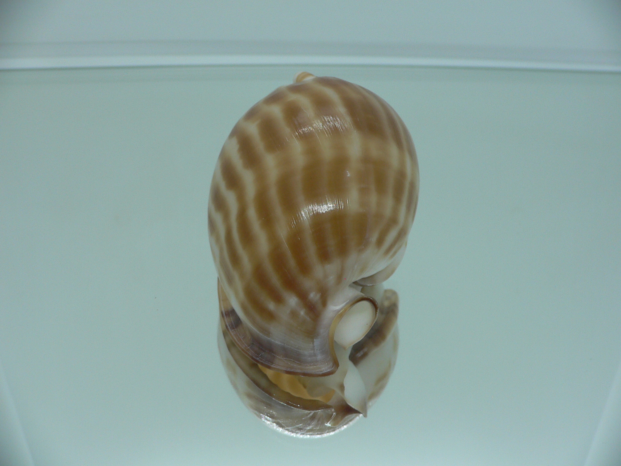 Phalium muangmani BIG & DARK COLOR