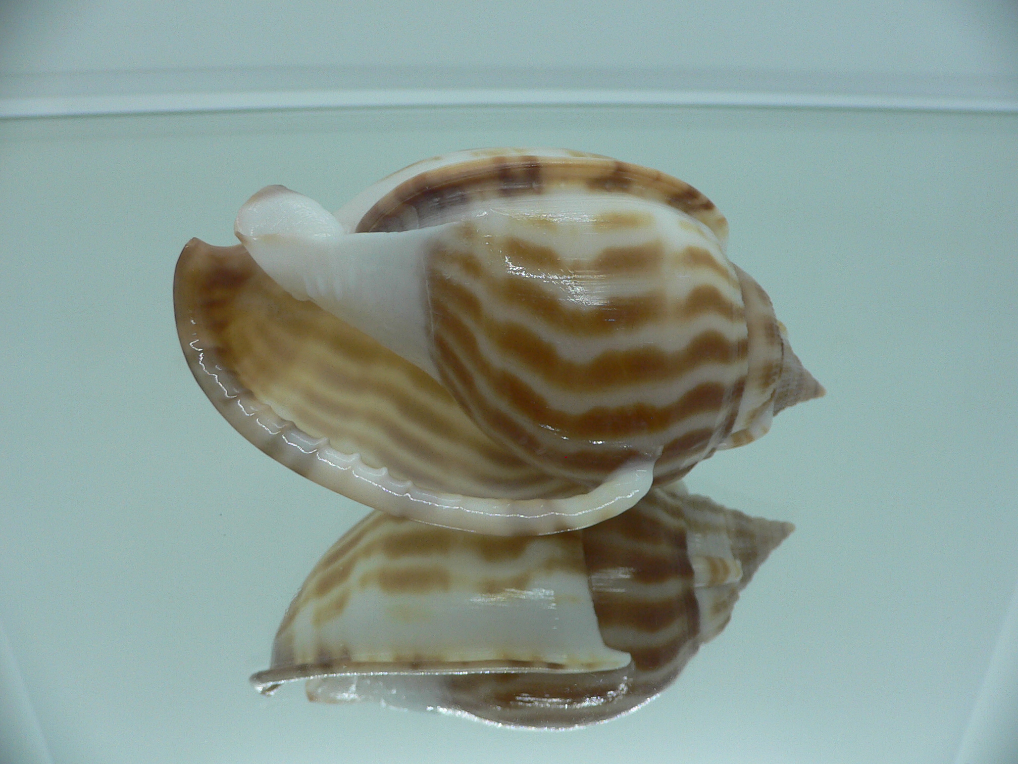 Phalium muangmani BIG & DARK COLOR