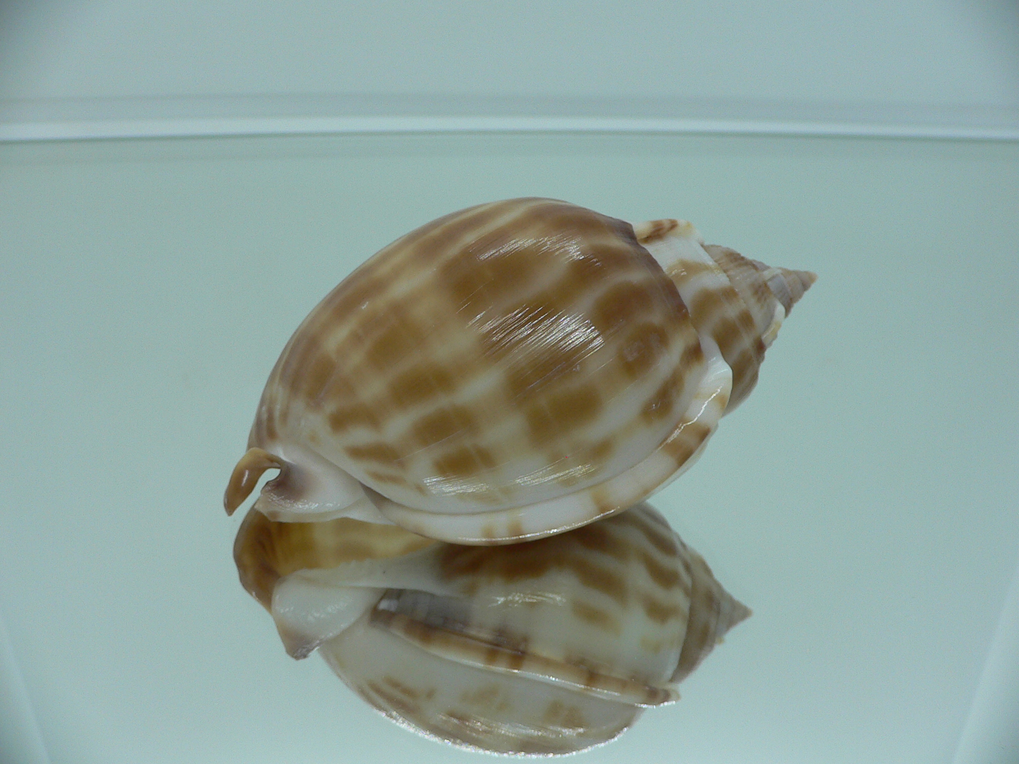 Phalium muangmani BIG & DARK COLOR