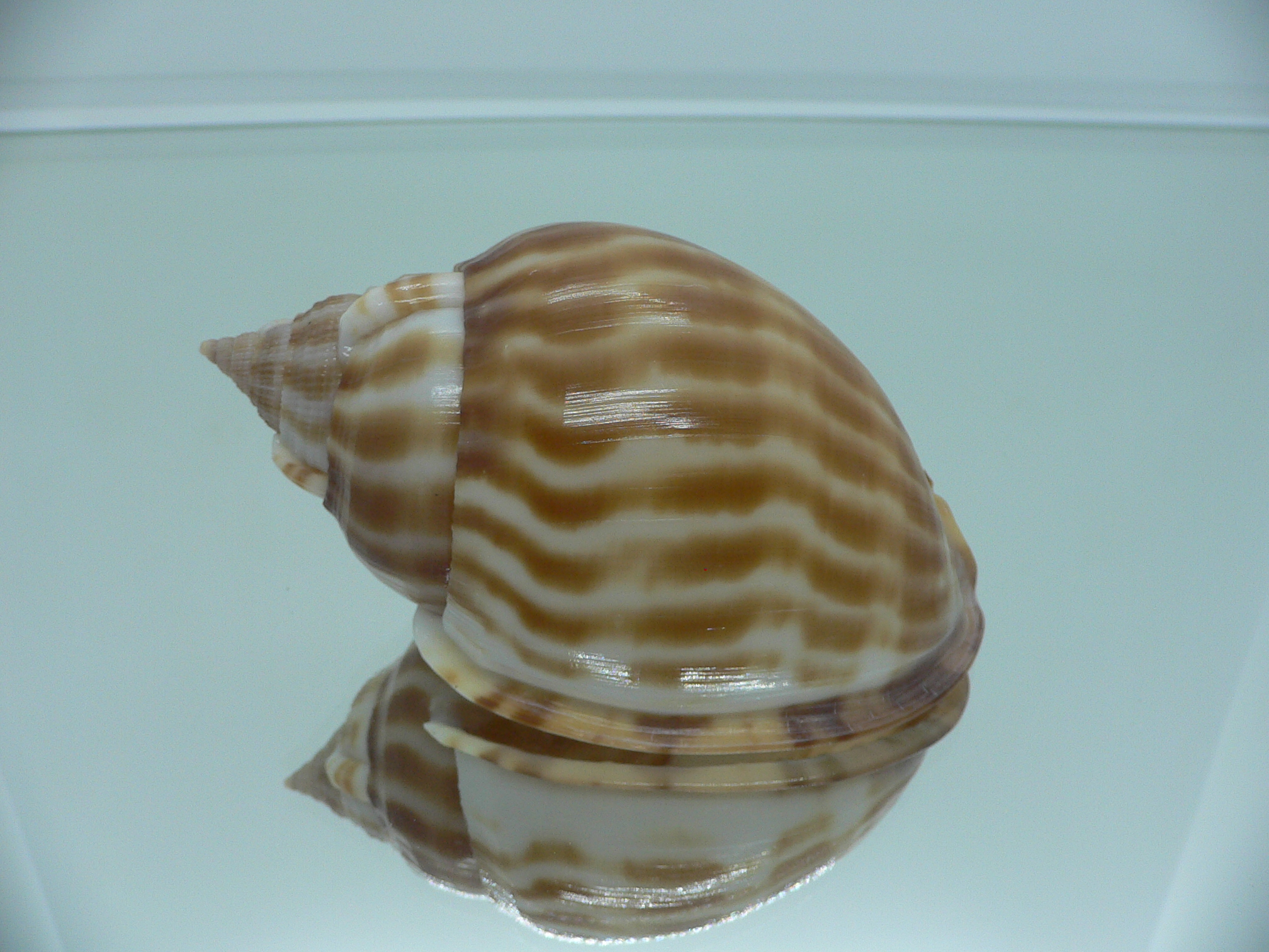 Phalium muangmani BIG & DARK COLOR
