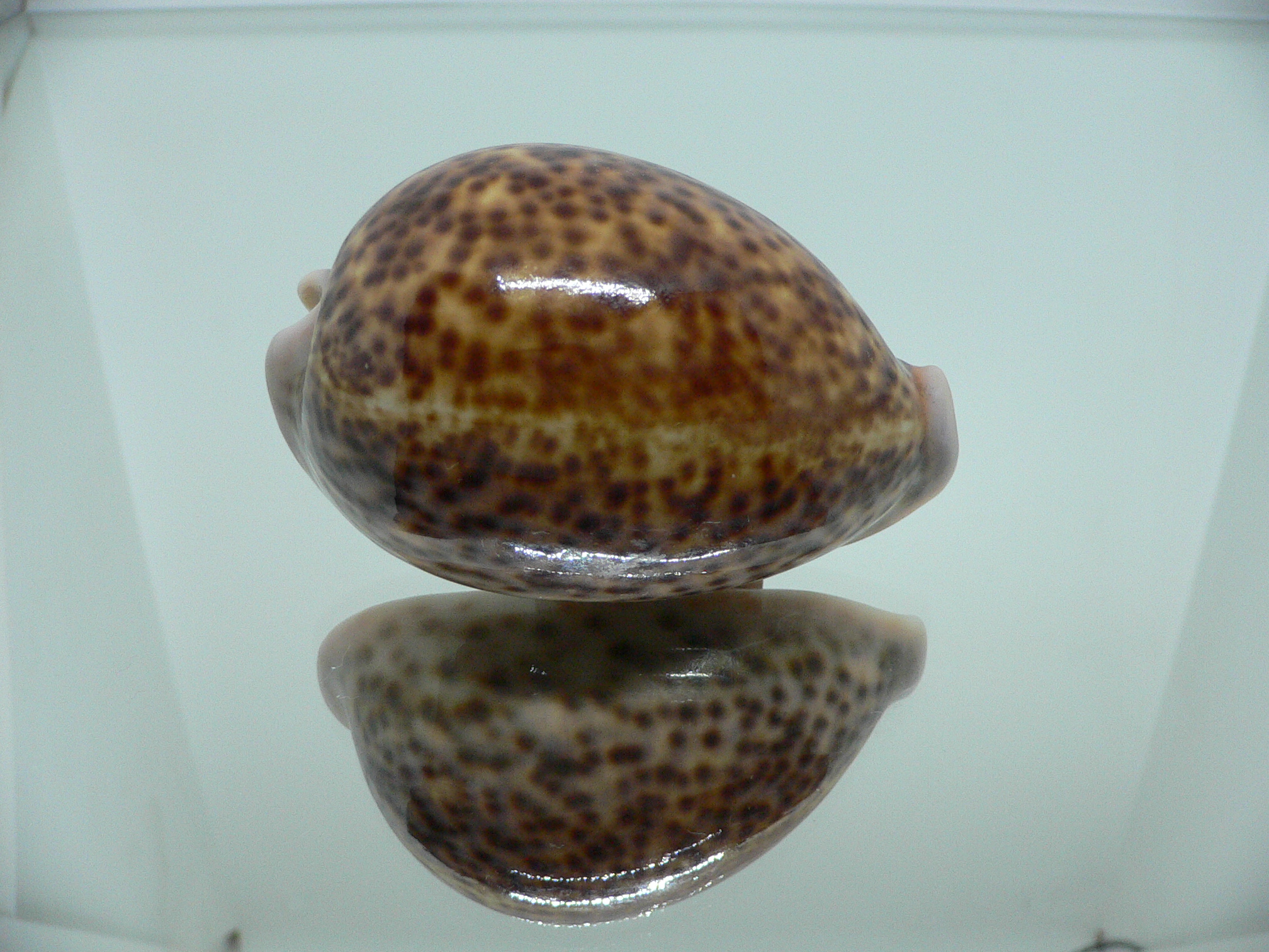 Cypraea pantherina funebralis (var.)