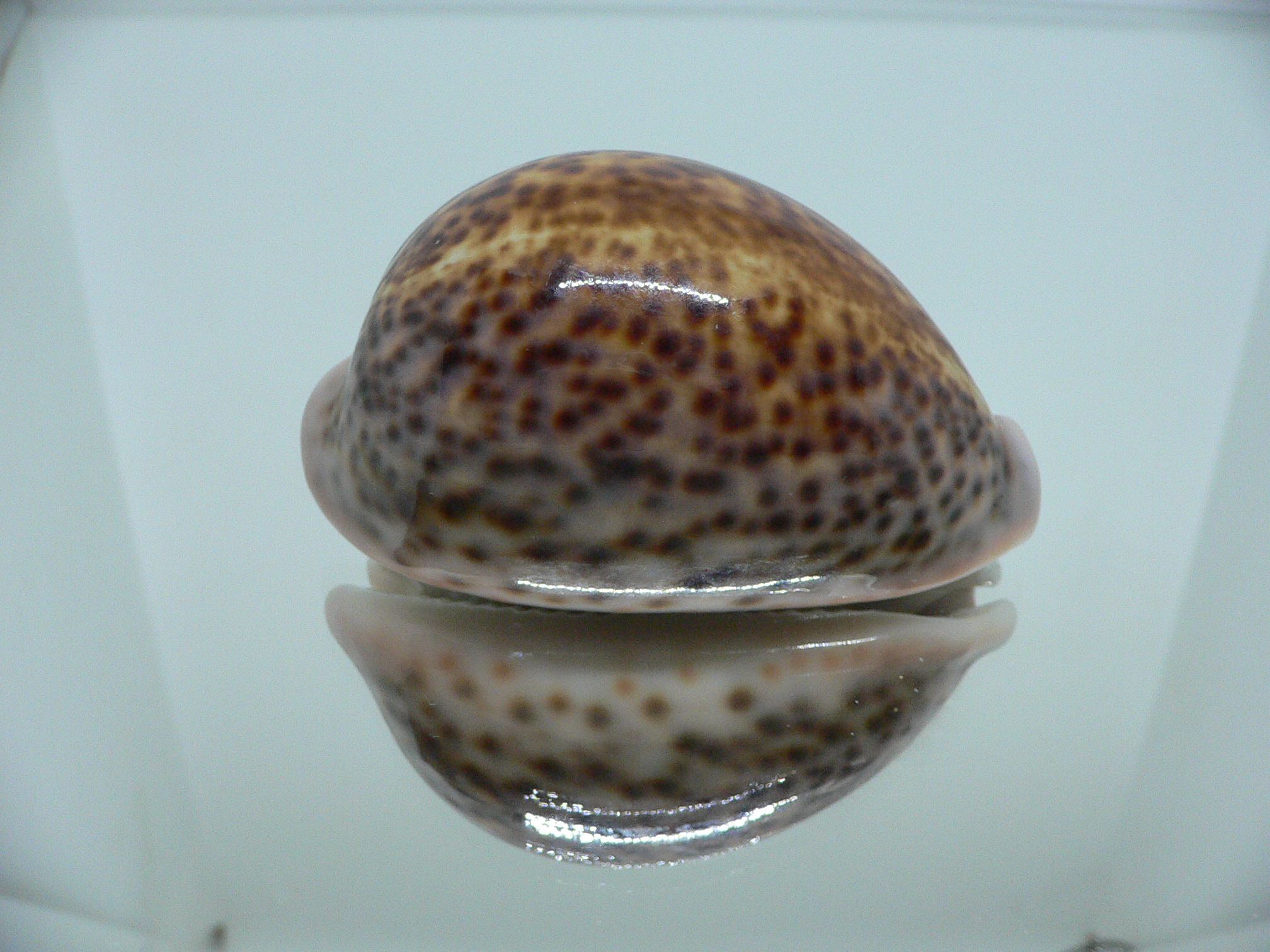 Cypraea pantherina funebralis (var.)
