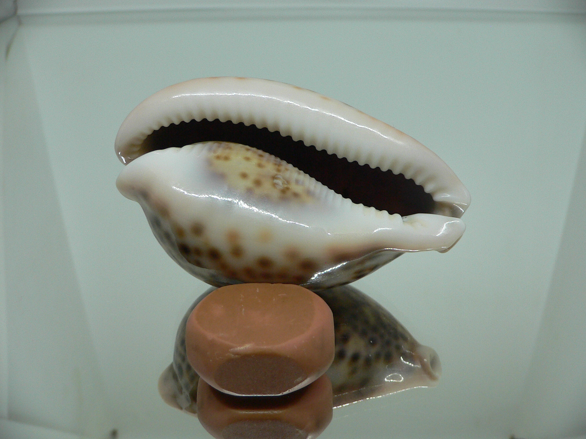 Cypraea pantherina funebralis (var.)