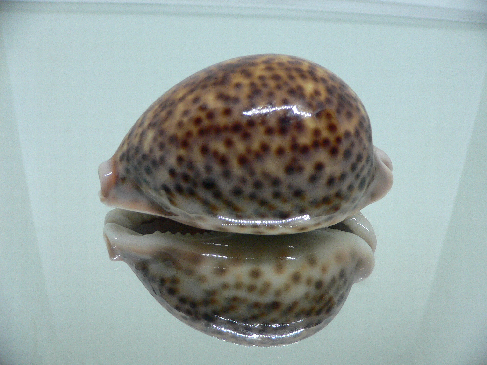 Cypraea pantherina funebralis (var.)