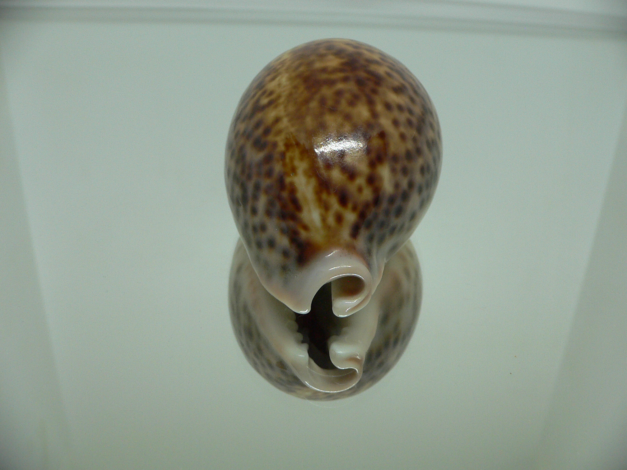 Cypraea pantherina funebralis (var.)