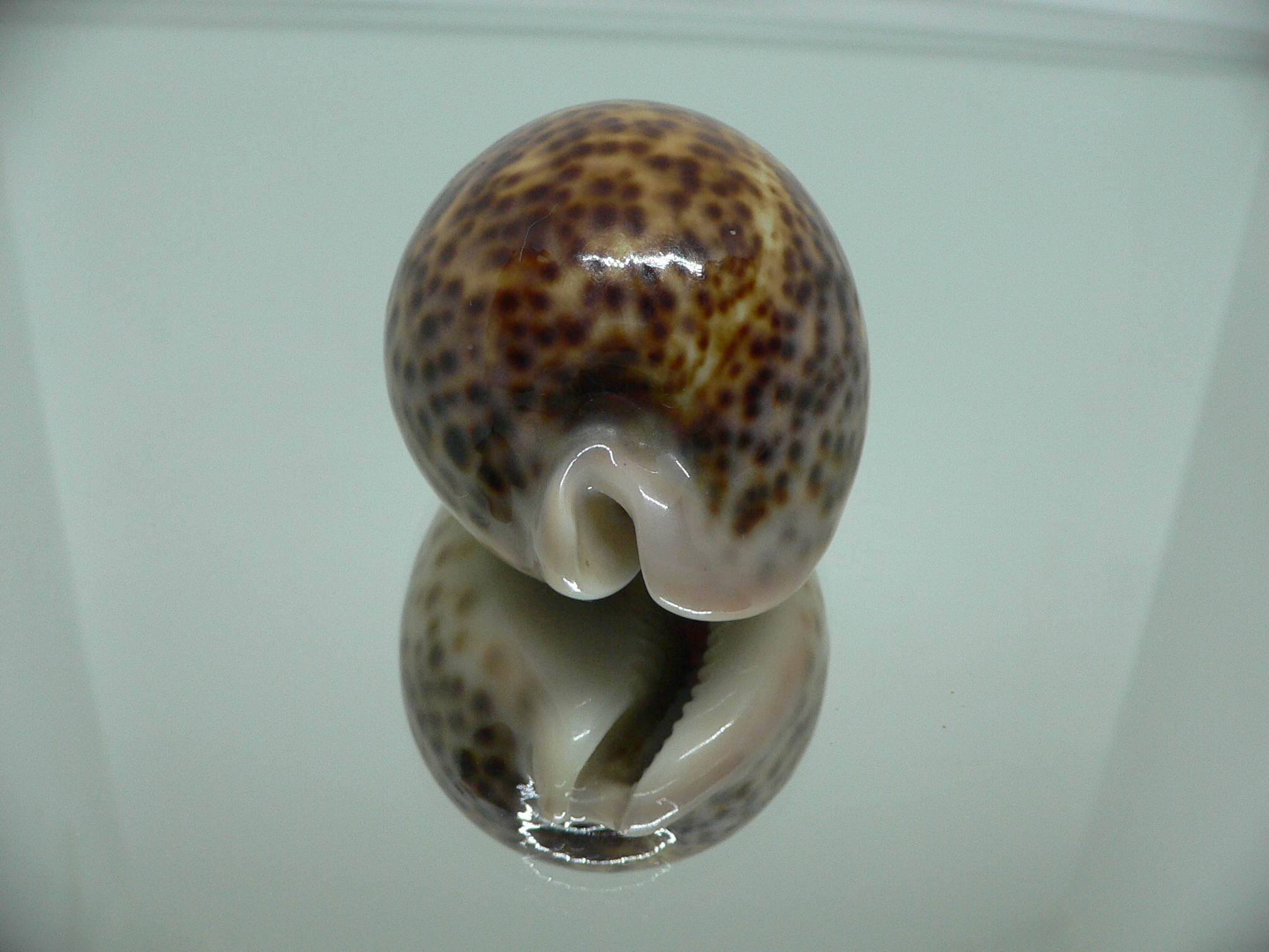 Cypraea pantherina funebralis (var.)