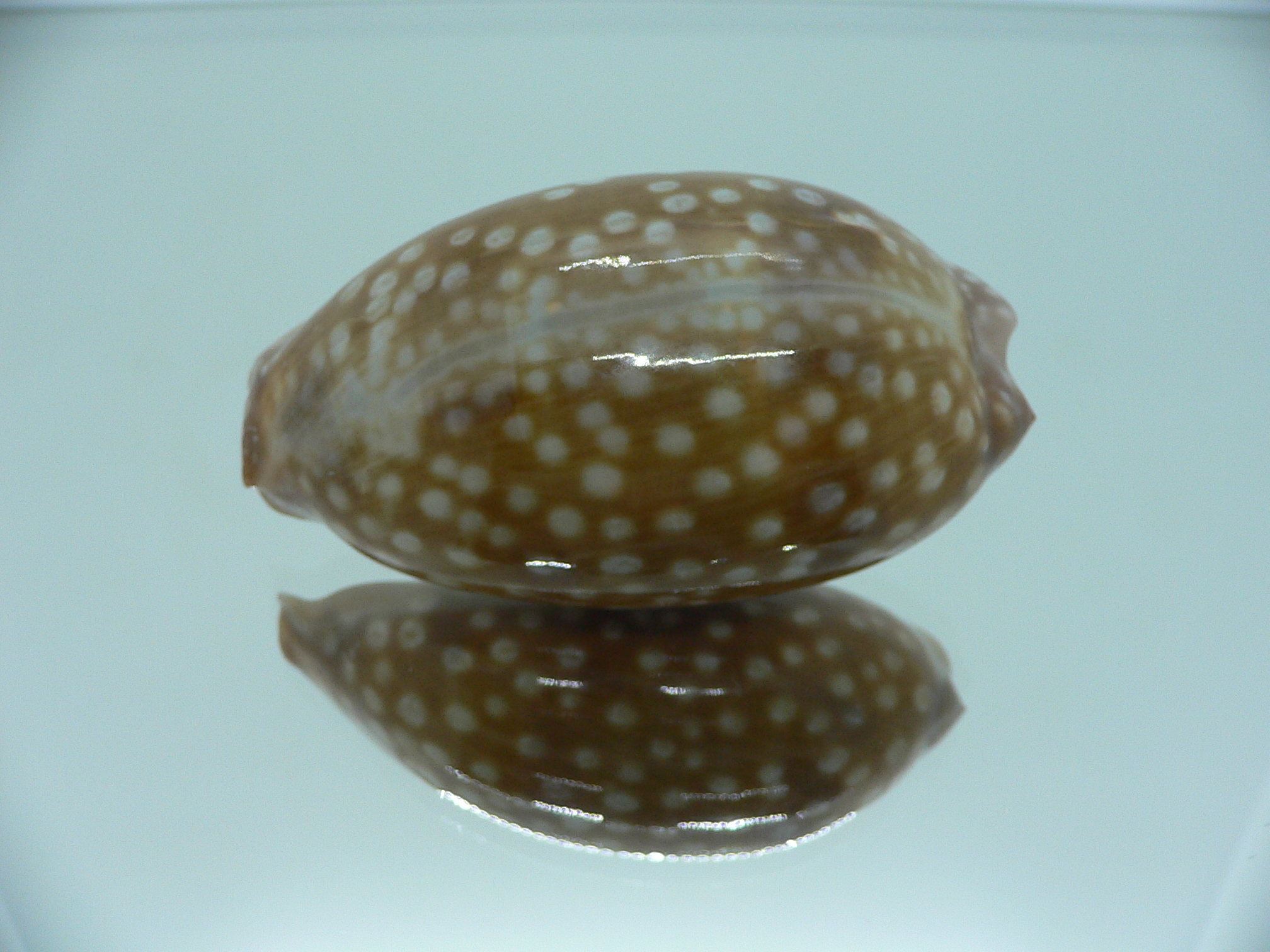 Cypraea zebra zebra