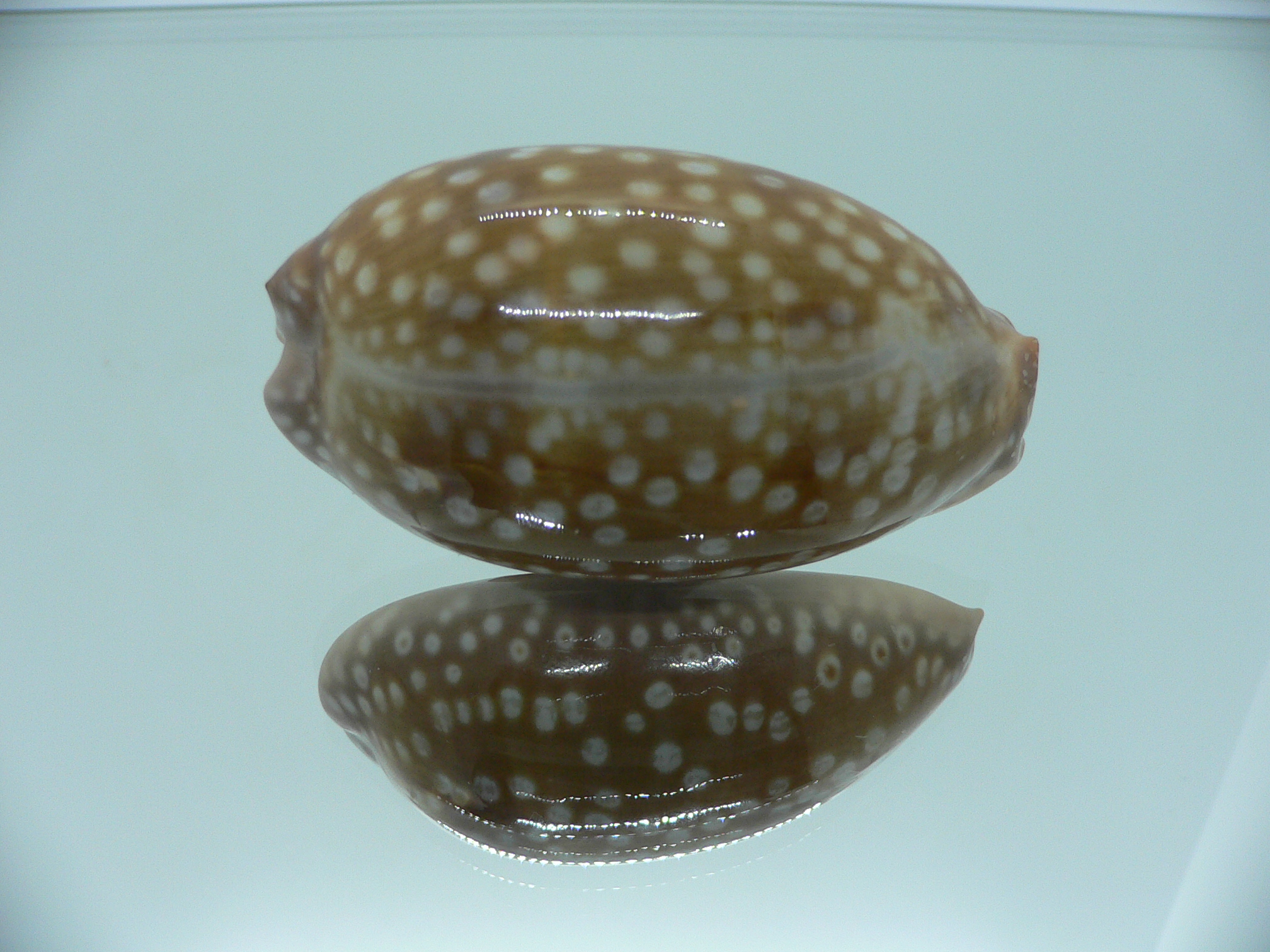Cypraea zebra zebra