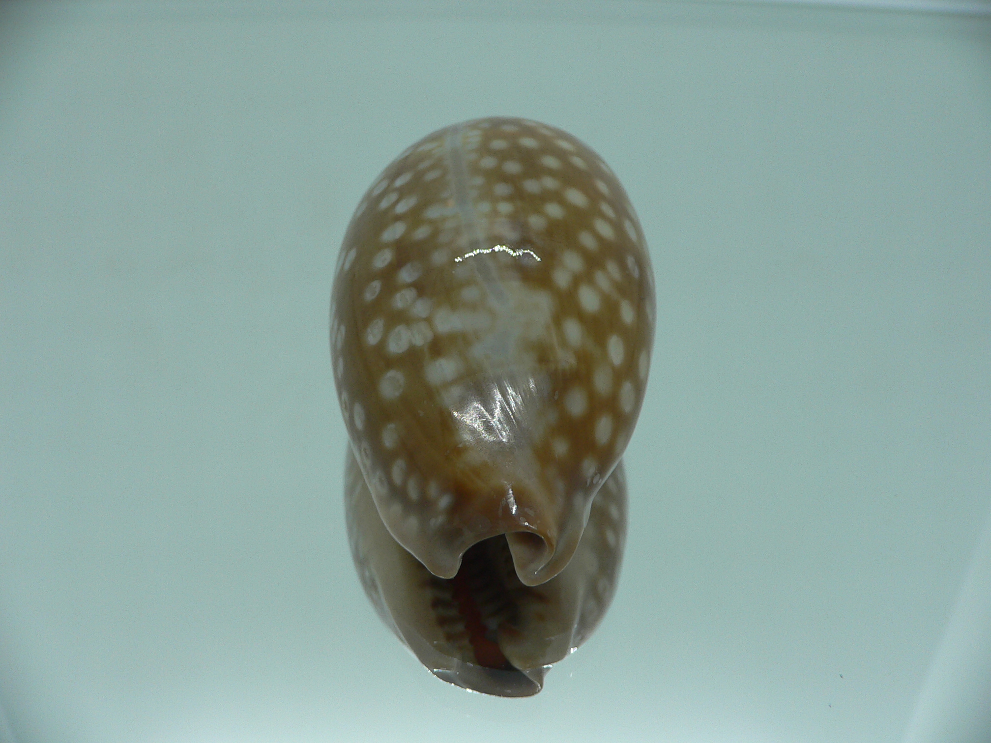 Cypraea zebra zebra