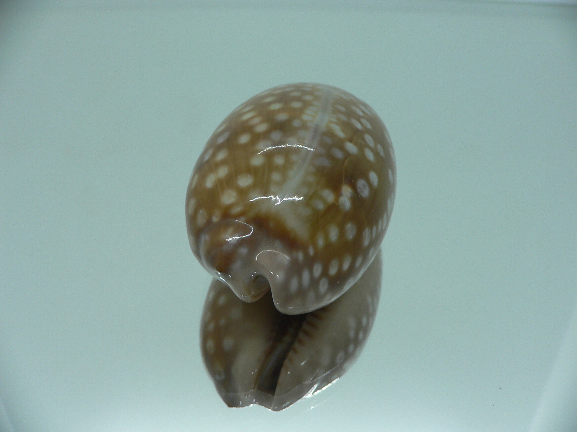 Cypraea zebra zebra