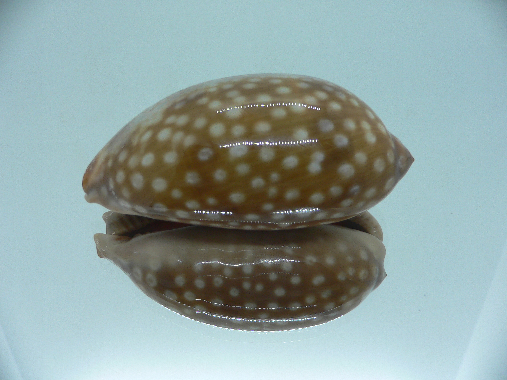 Cypraea zebra zebra