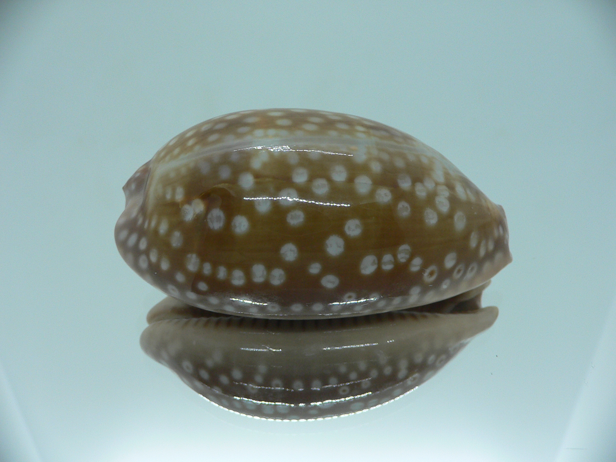 Cypraea zebra zebra