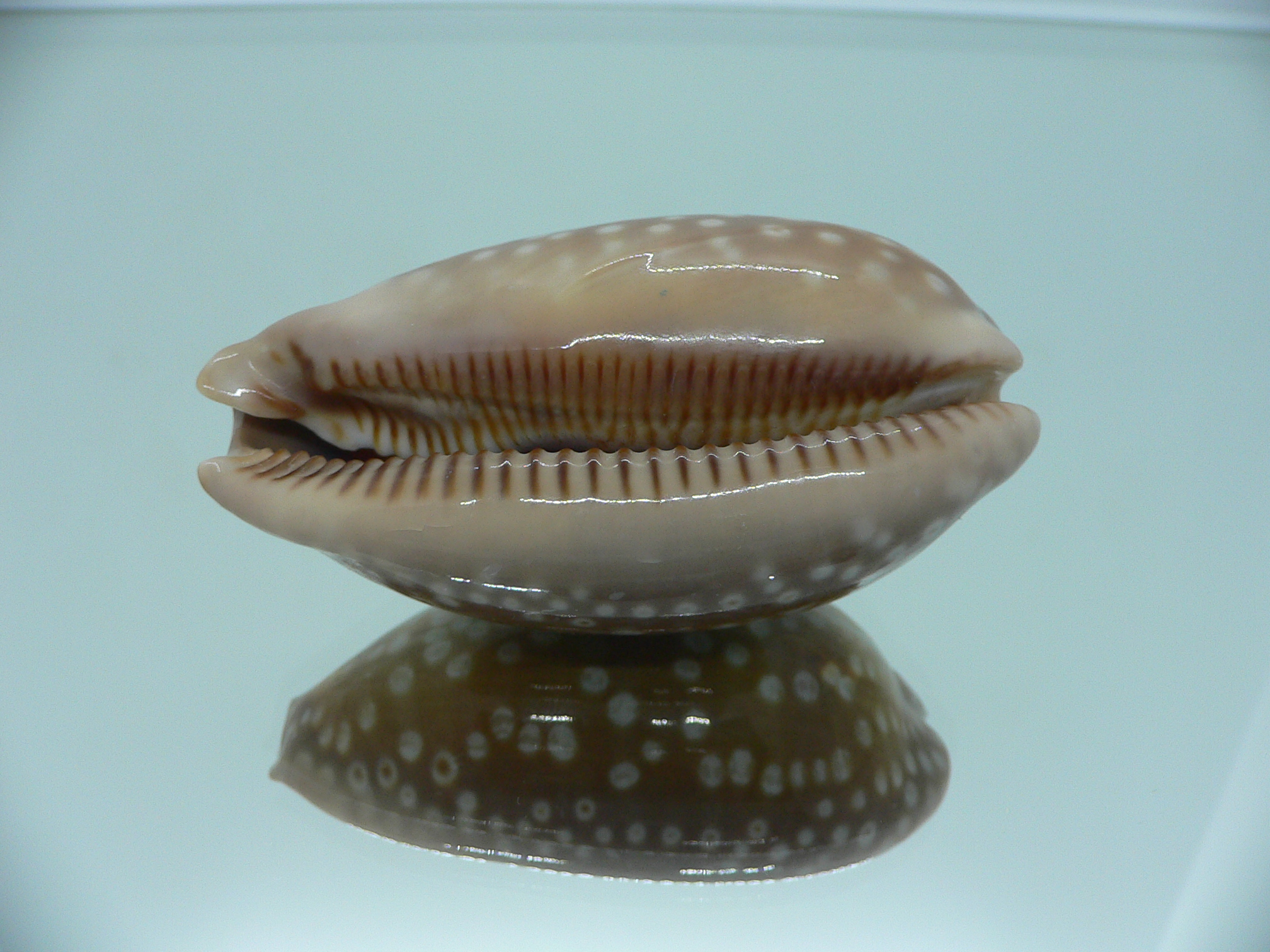 Cypraea zebra zebra