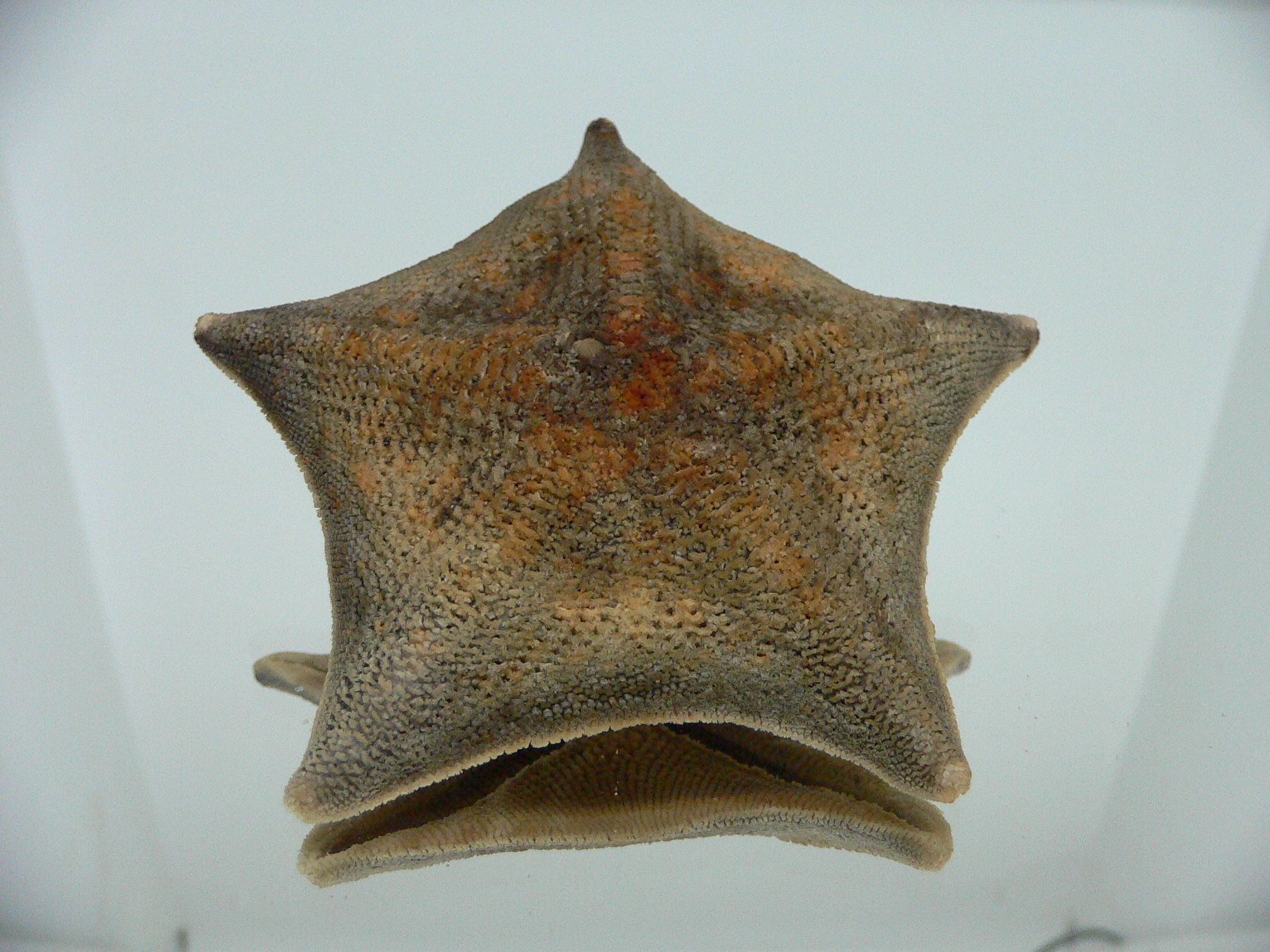 Patiria pectinifera 3