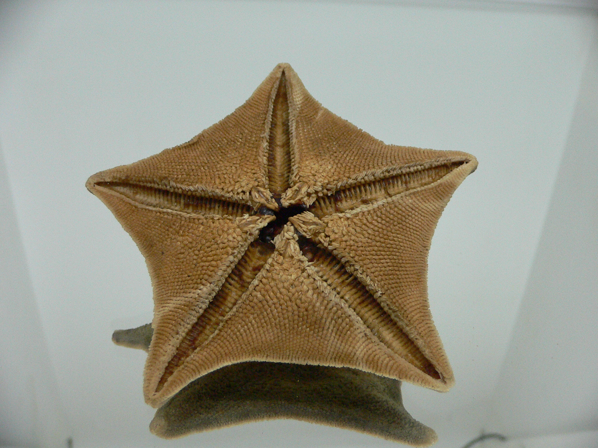 Patiria pectinifera 3