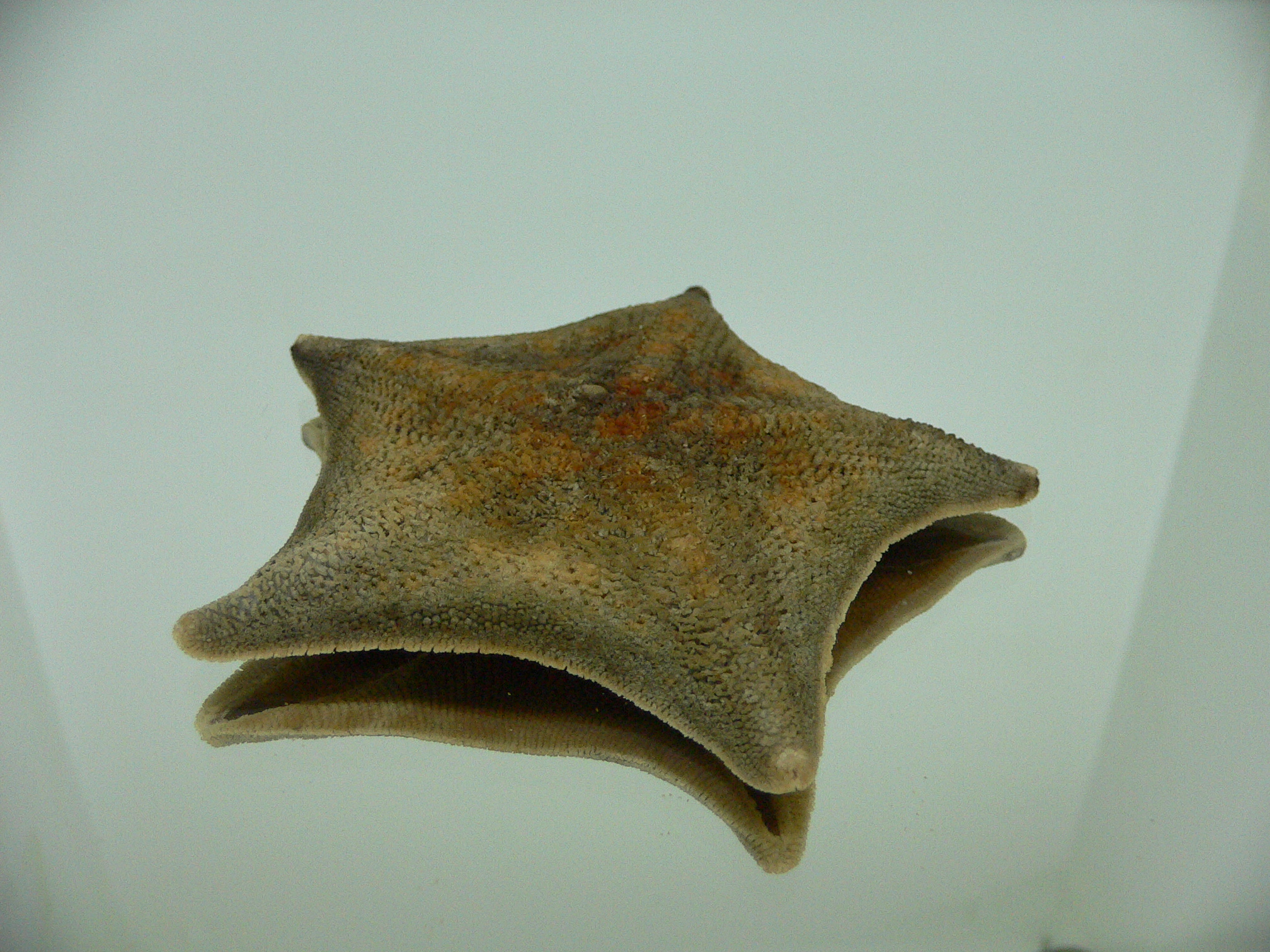 Patiria pectinifera 3