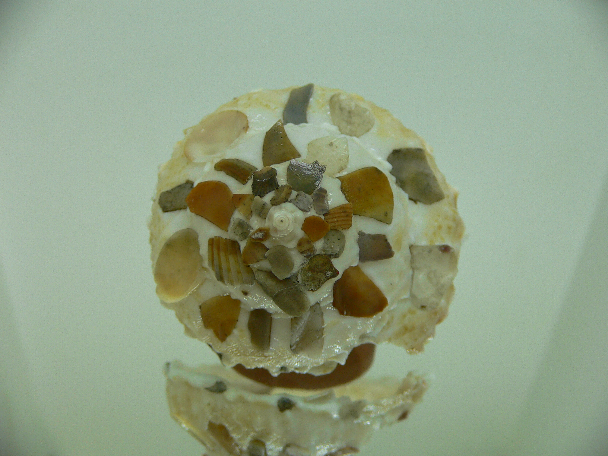 Xenophora tenuis MOSAIC