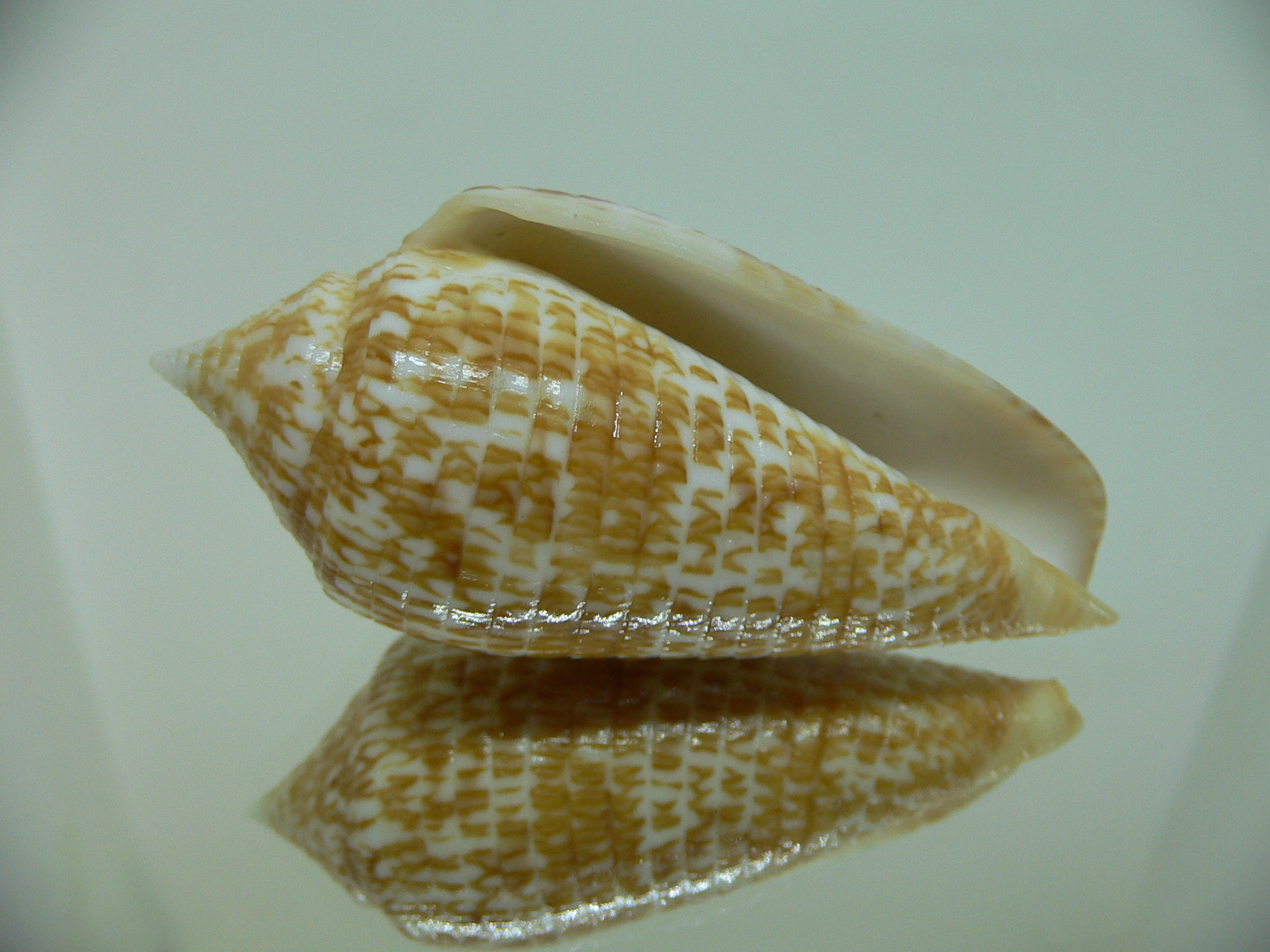 Conus armadillo