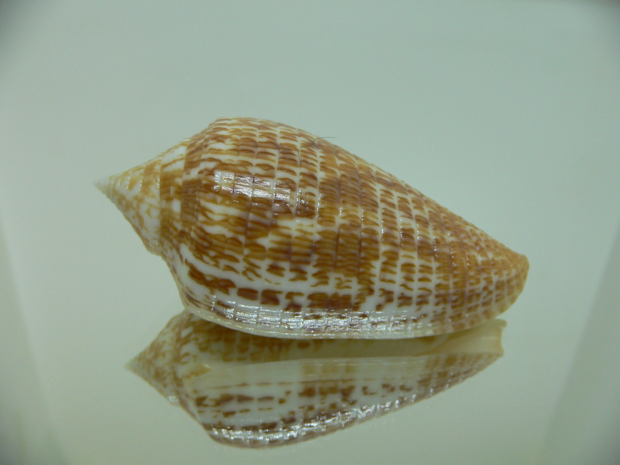 Conus armadillo