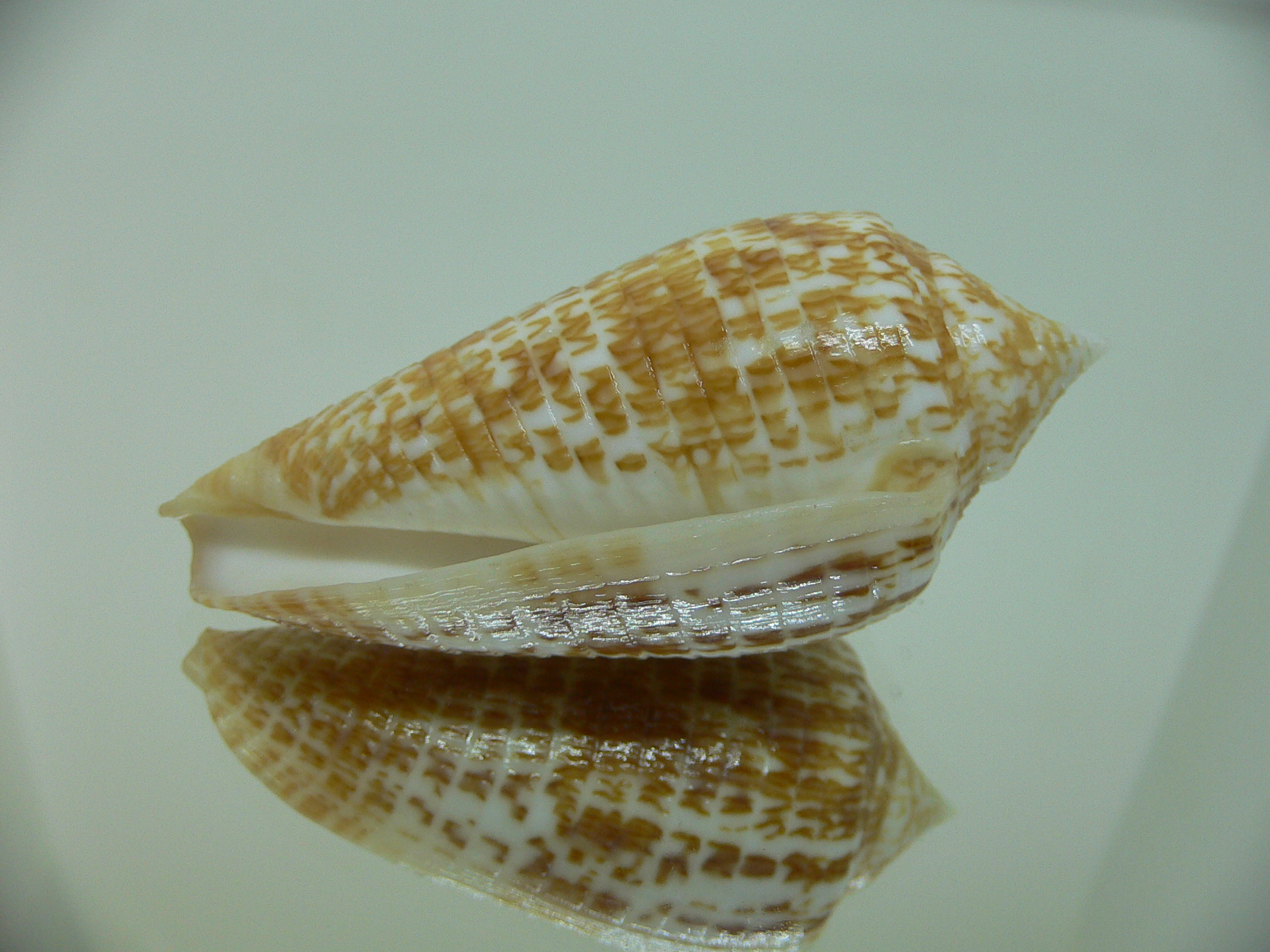 Conus armadillo