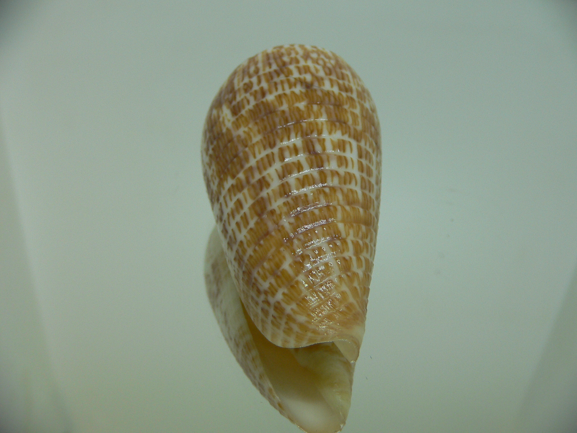 Conus armadillo