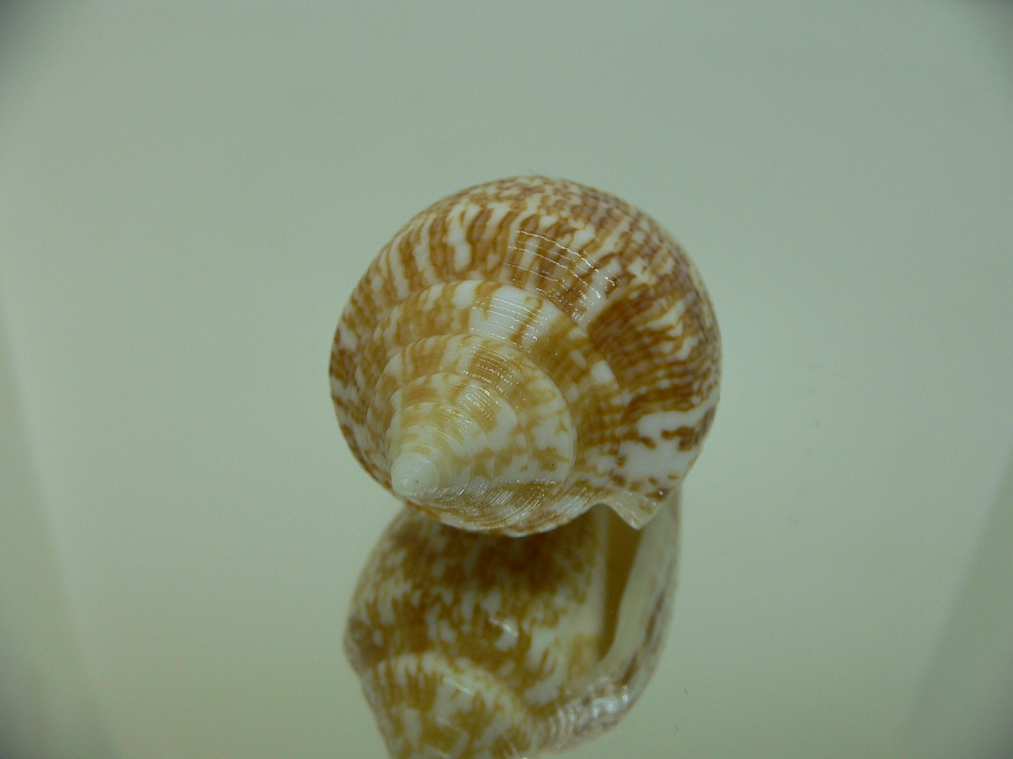 Conus armadillo