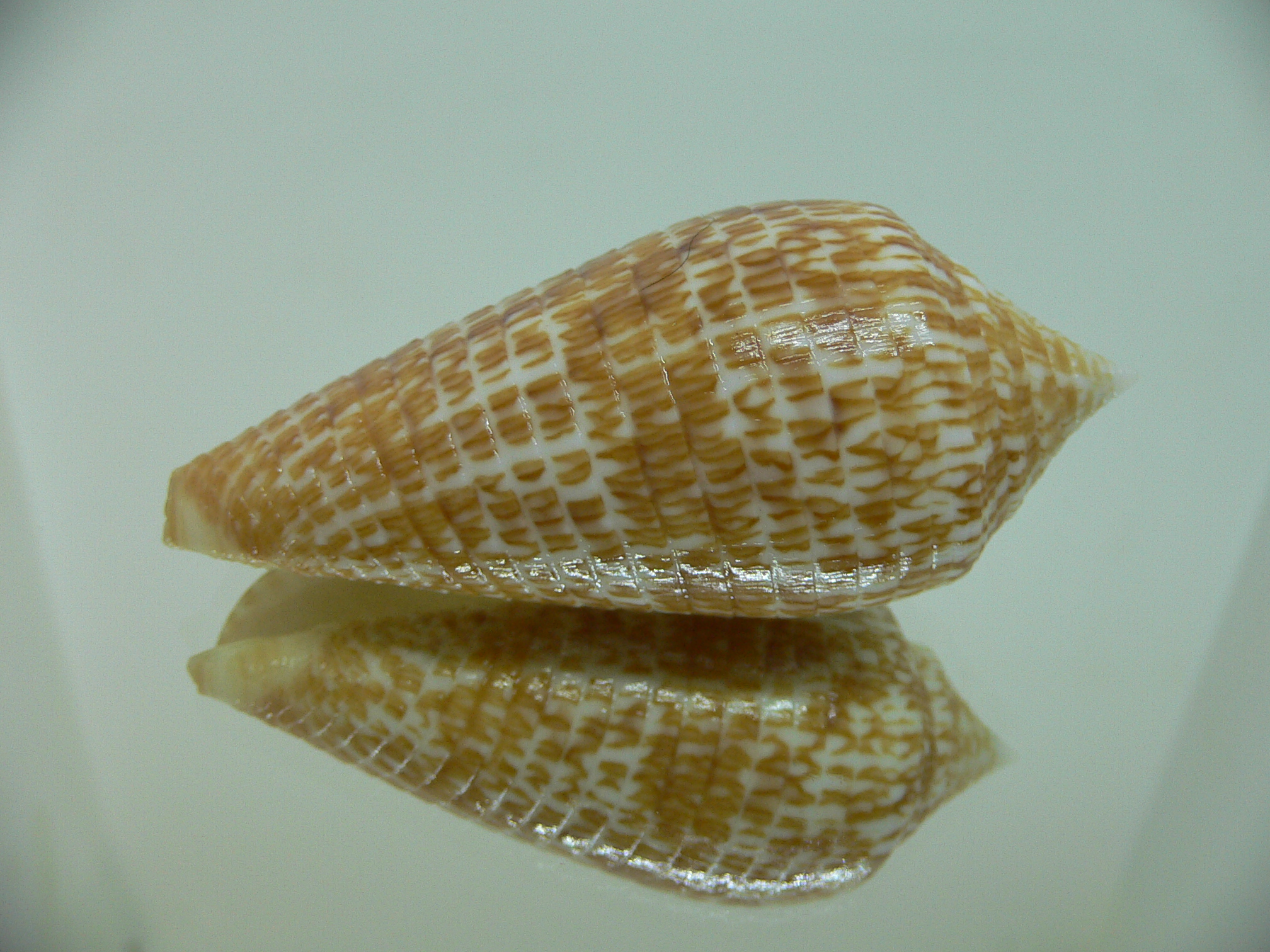 Conus armadillo