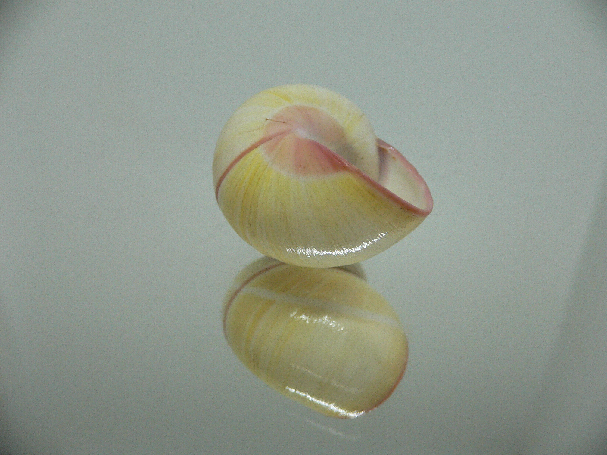 Polymita picta roseolimbata ENDEMIC