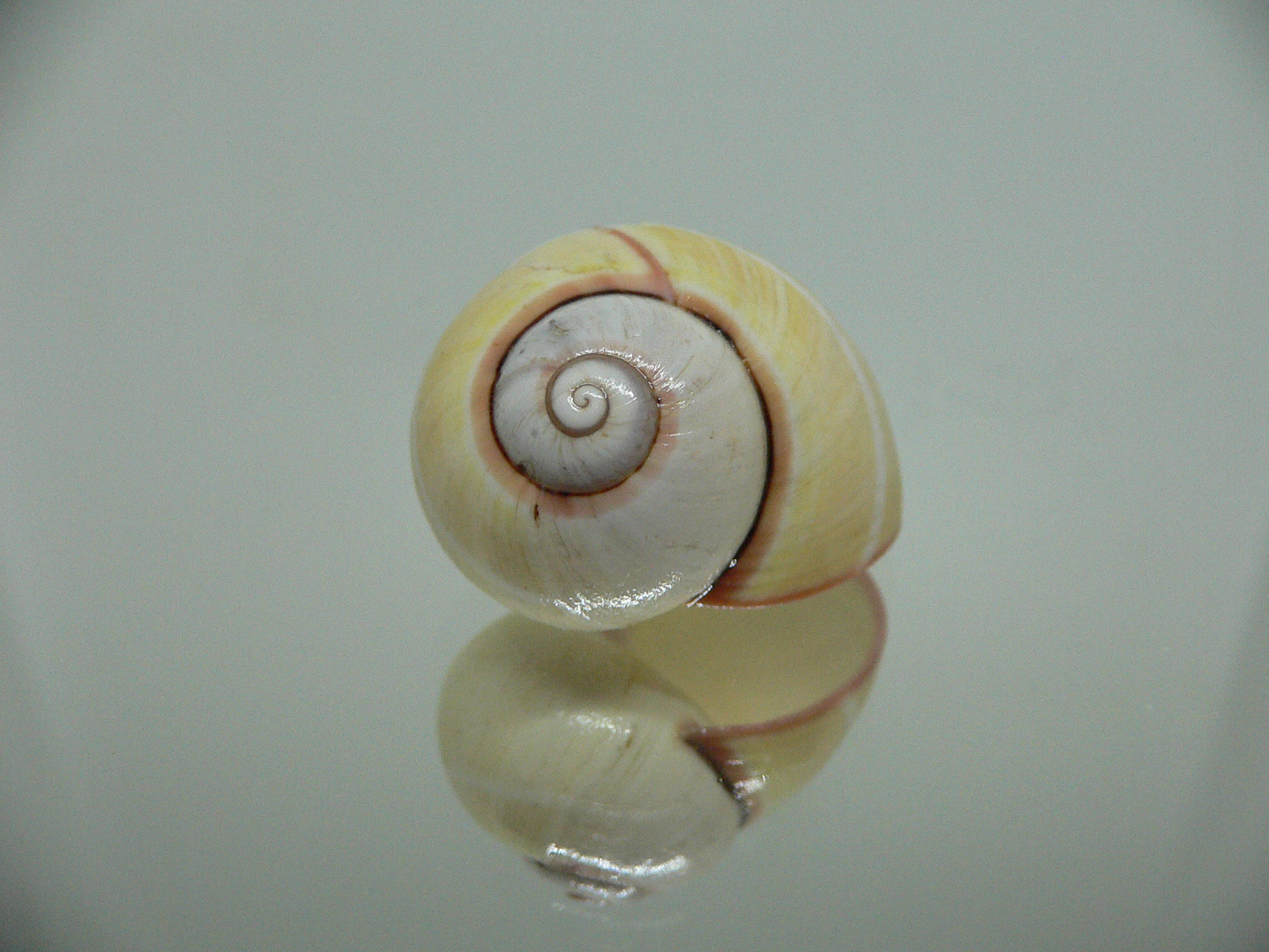 Polymita picta roseolimbata ENDEMIC