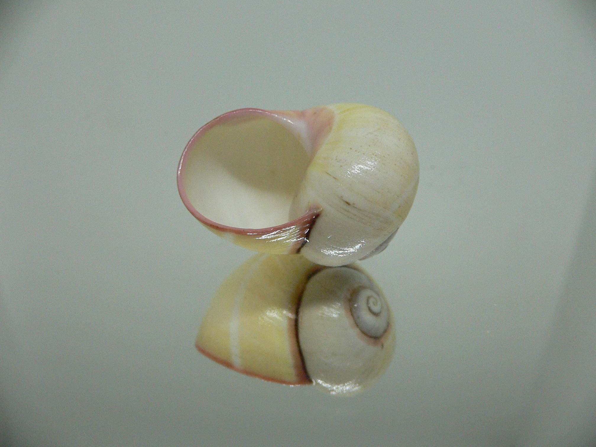 Polymita picta roseolimbata ENDEMIC