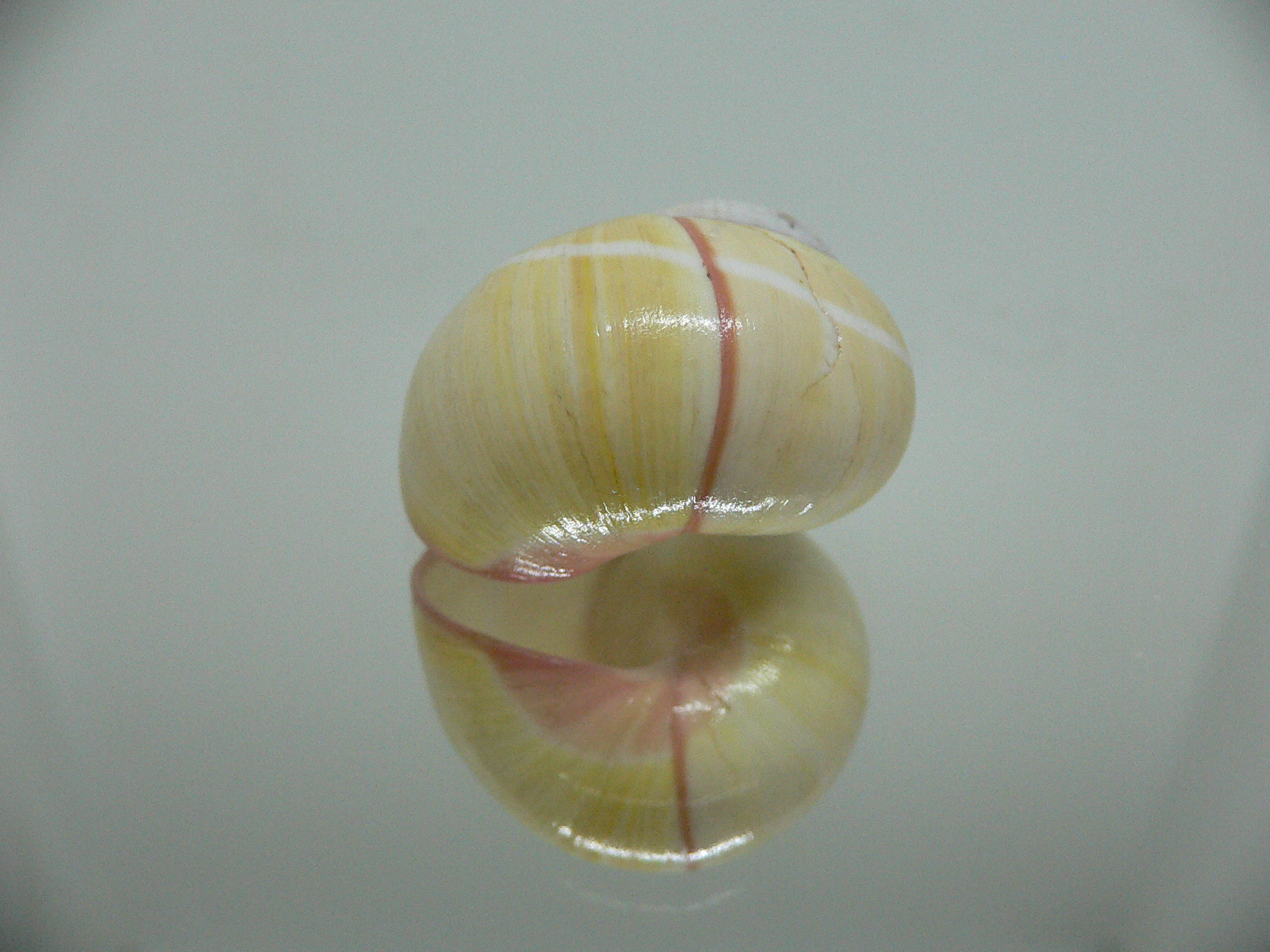 Polymita picta roseolimbata ENDEMIC