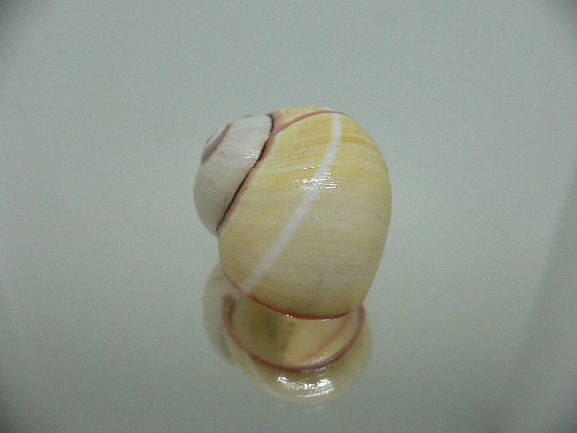 Polymita picta roseolimbata ENDEMIC