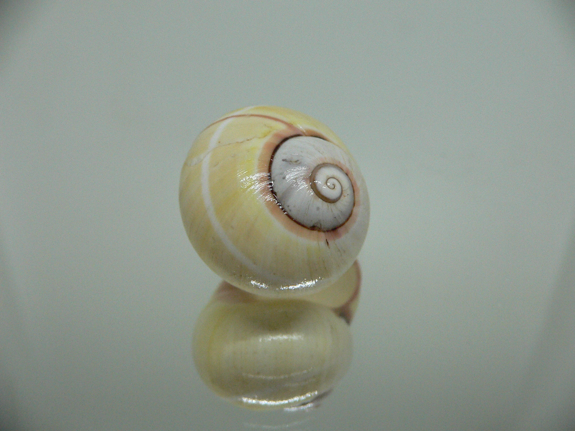 Polymita picta roseolimbata ENDEMIC