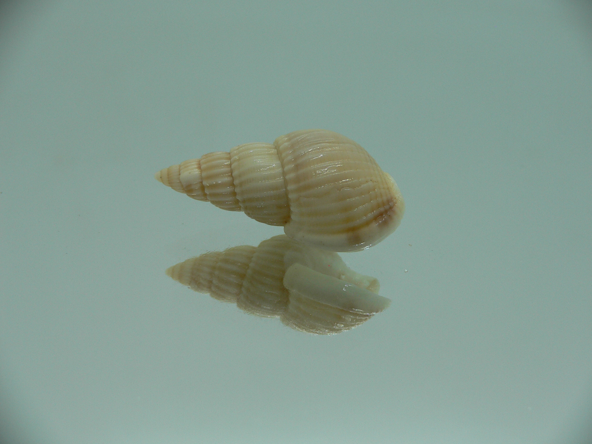 Nassarius fuscolineatus IDEAL & LIGHT