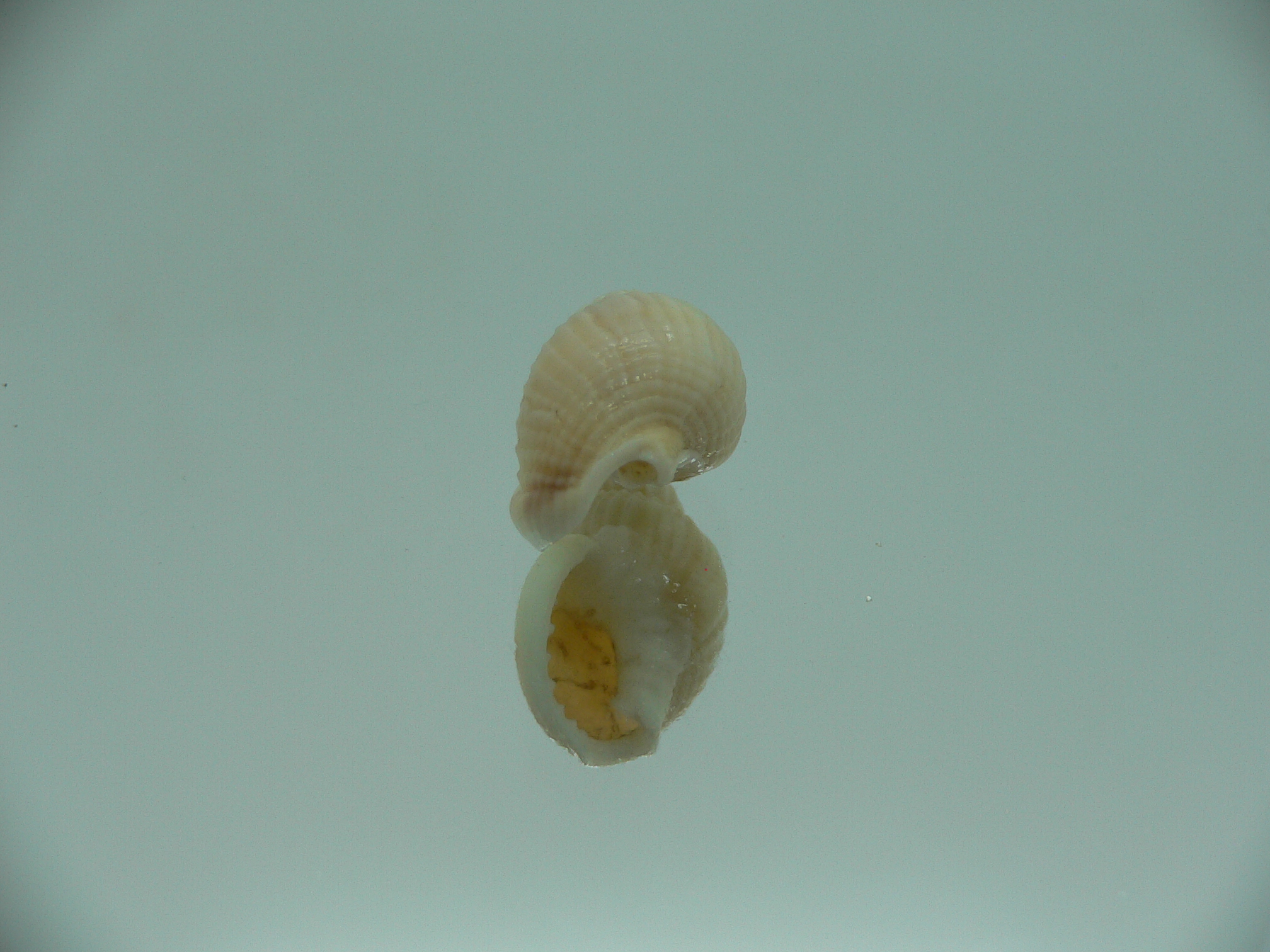 Nassarius fuscolineatus IDEAL & LIGHT