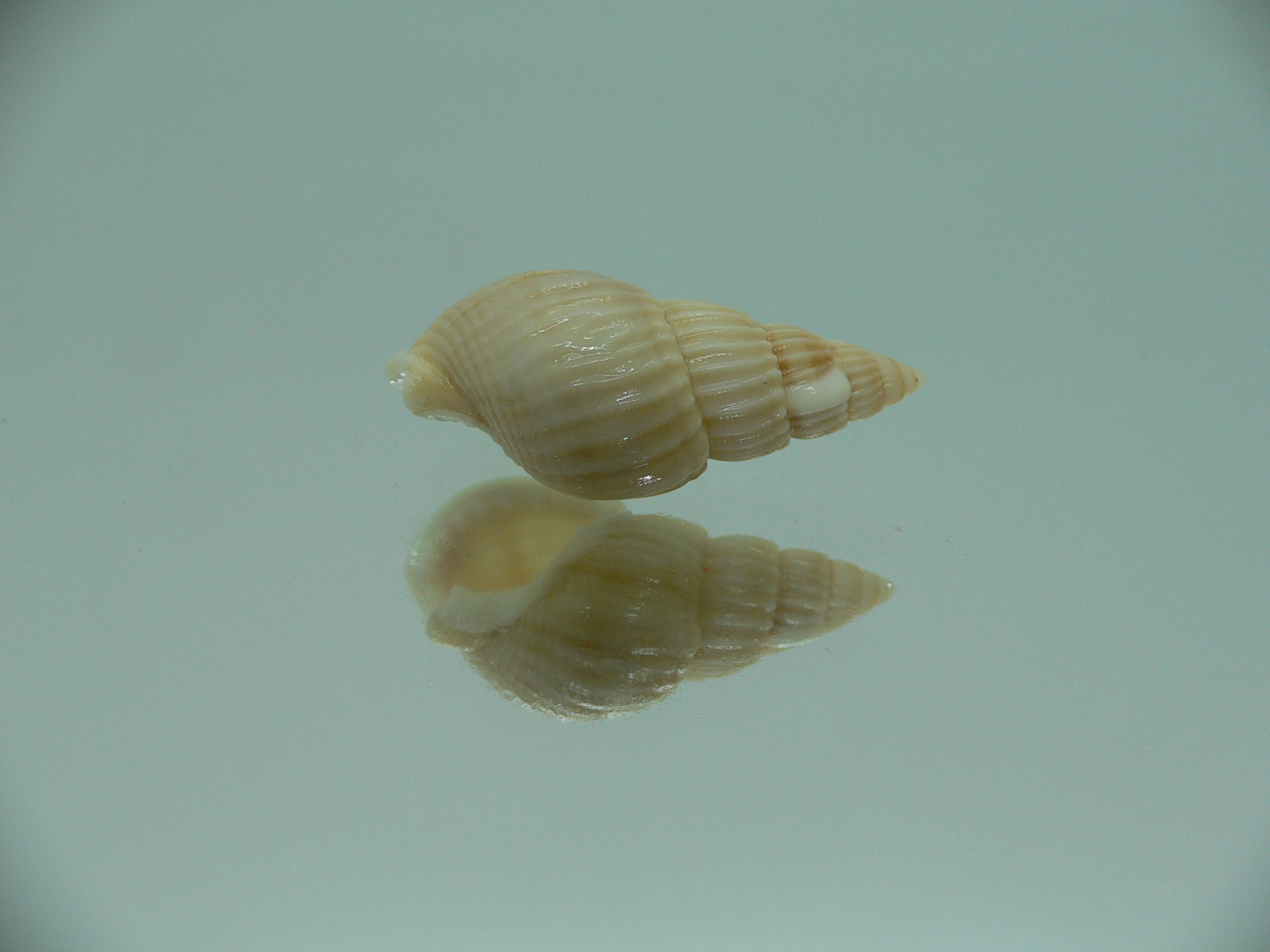 Nassarius fuscolineatus IDEAL & LIGHT