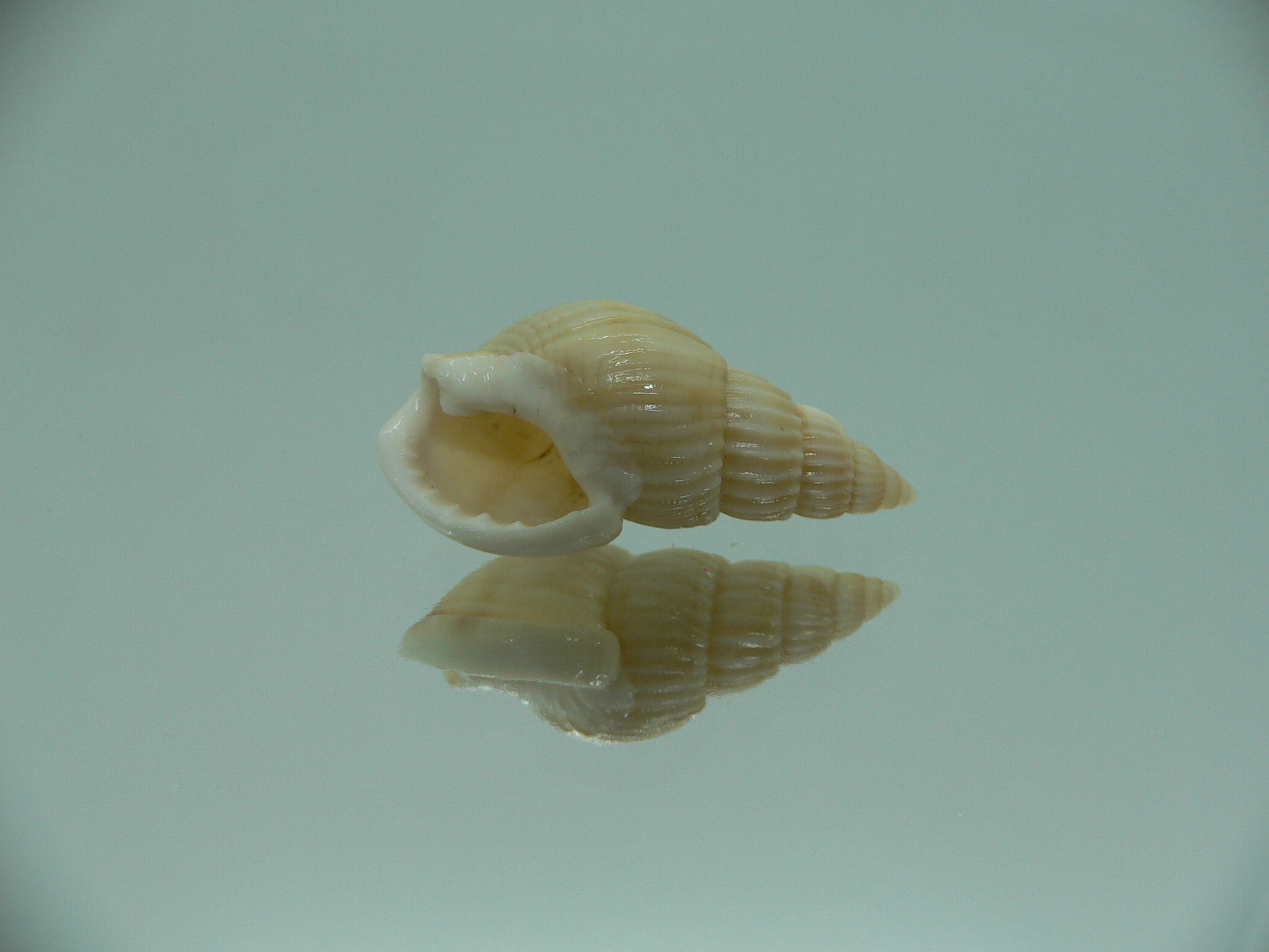 Nassarius fuscolineatus IDEAL & LIGHT