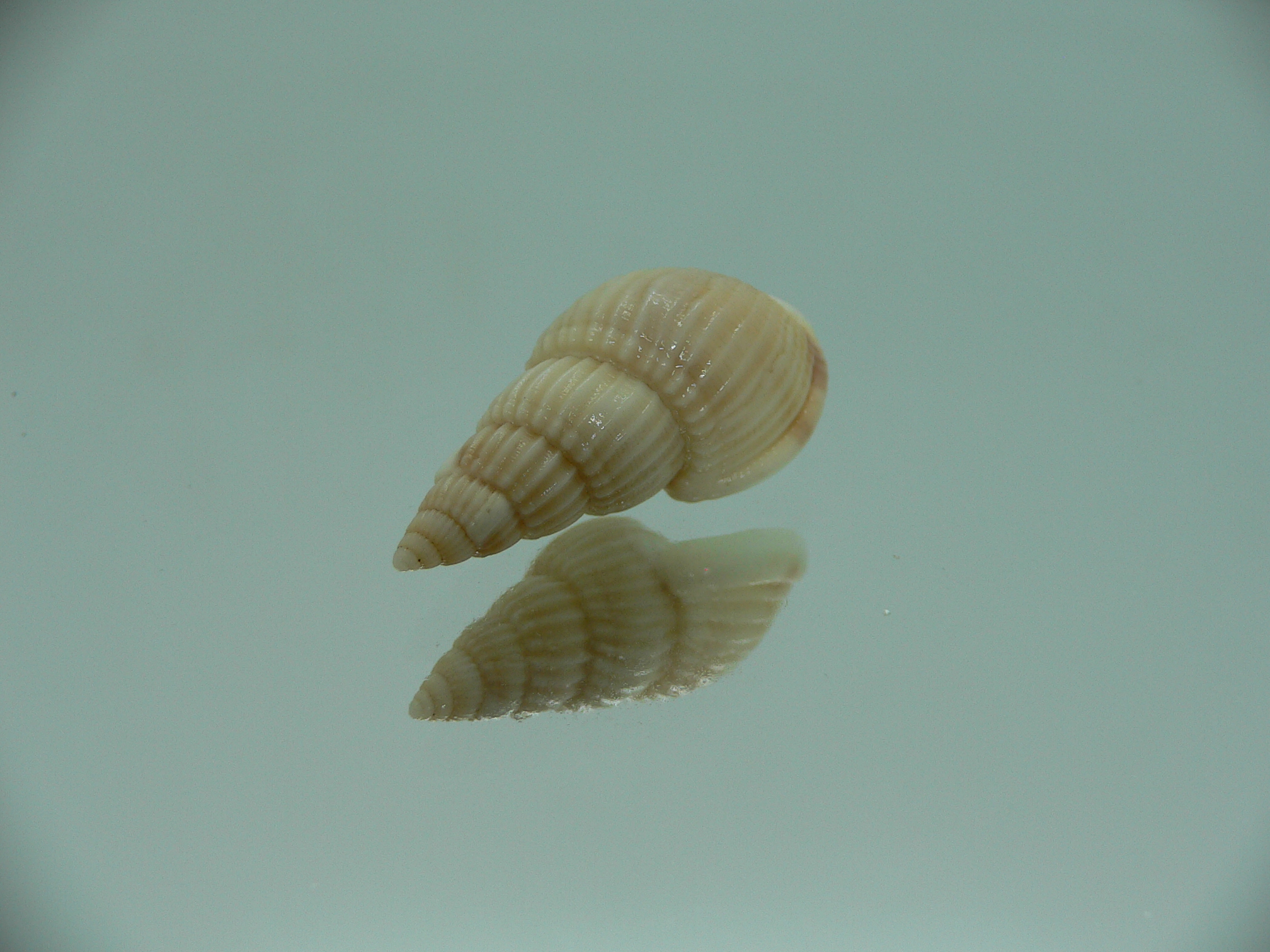 Nassarius fuscolineatus IDEAL & LIGHT