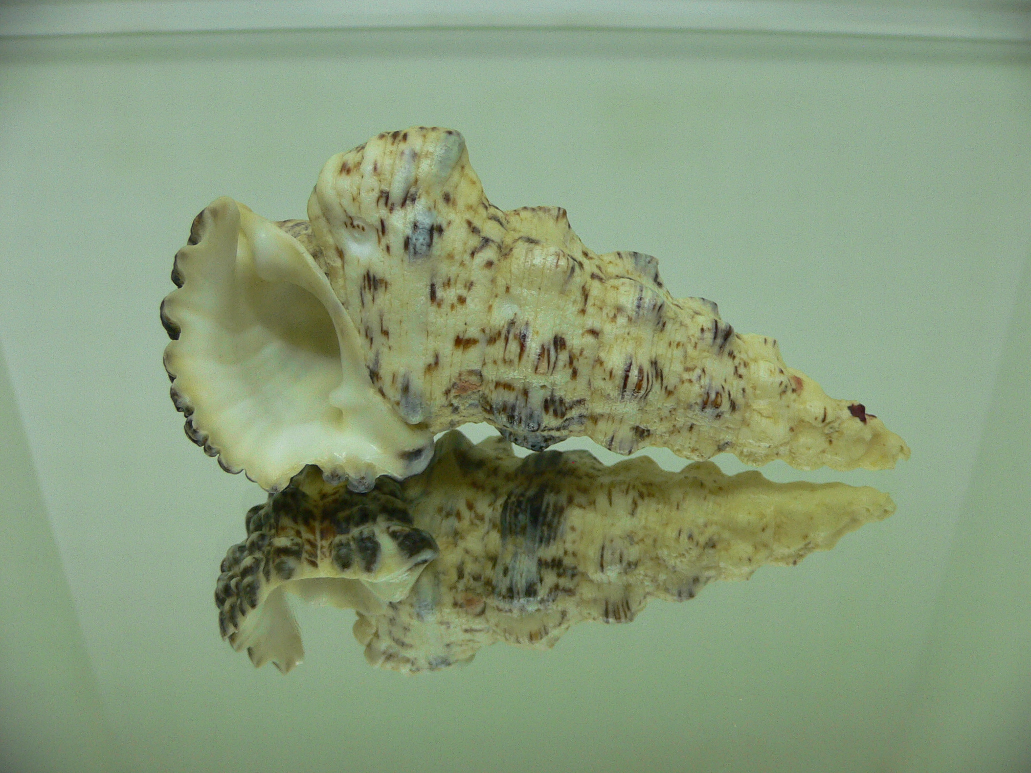 Cerithium nodulosum GOOD SIZE