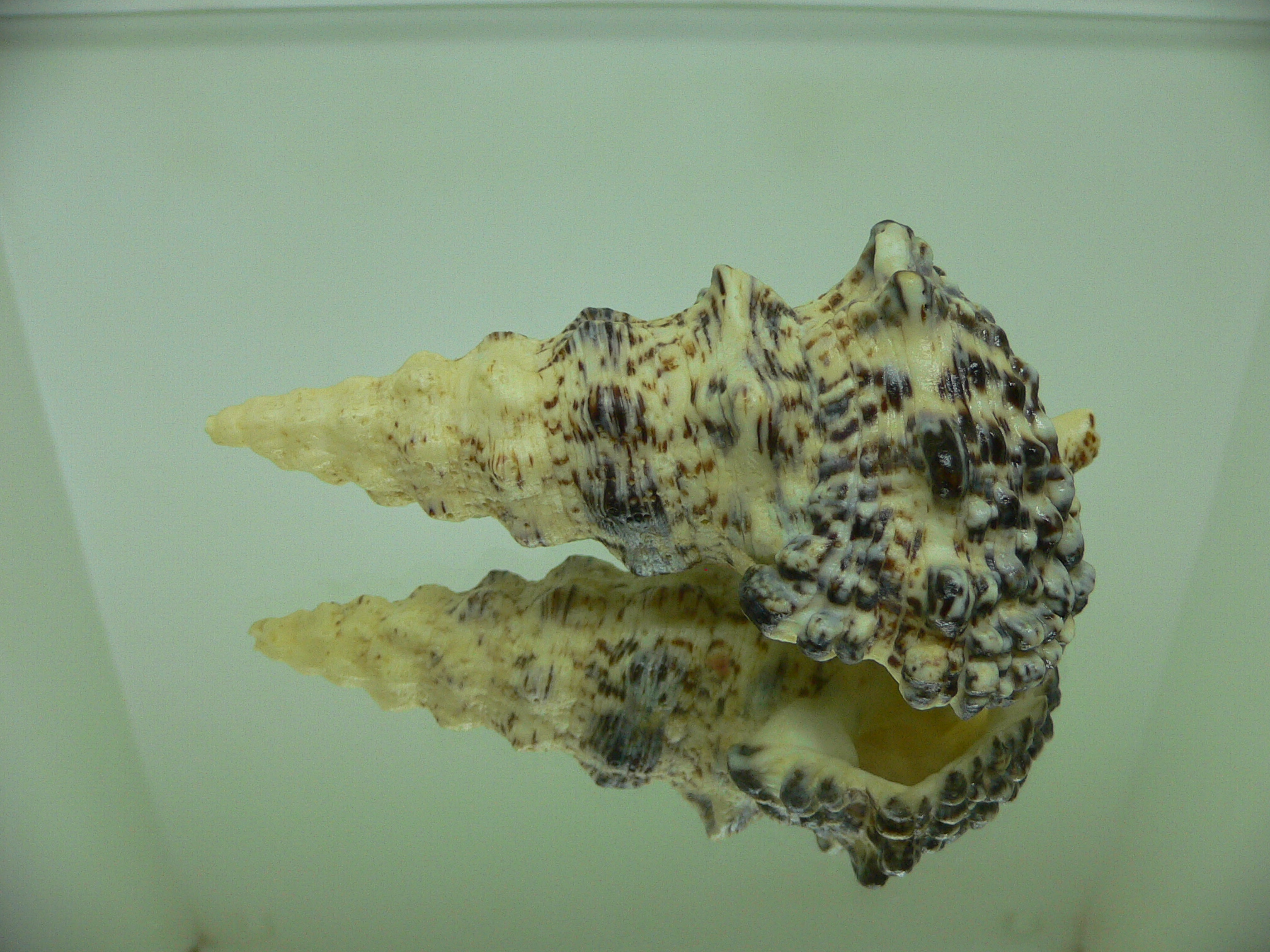 Cerithium nodulosum GOOD SIZE